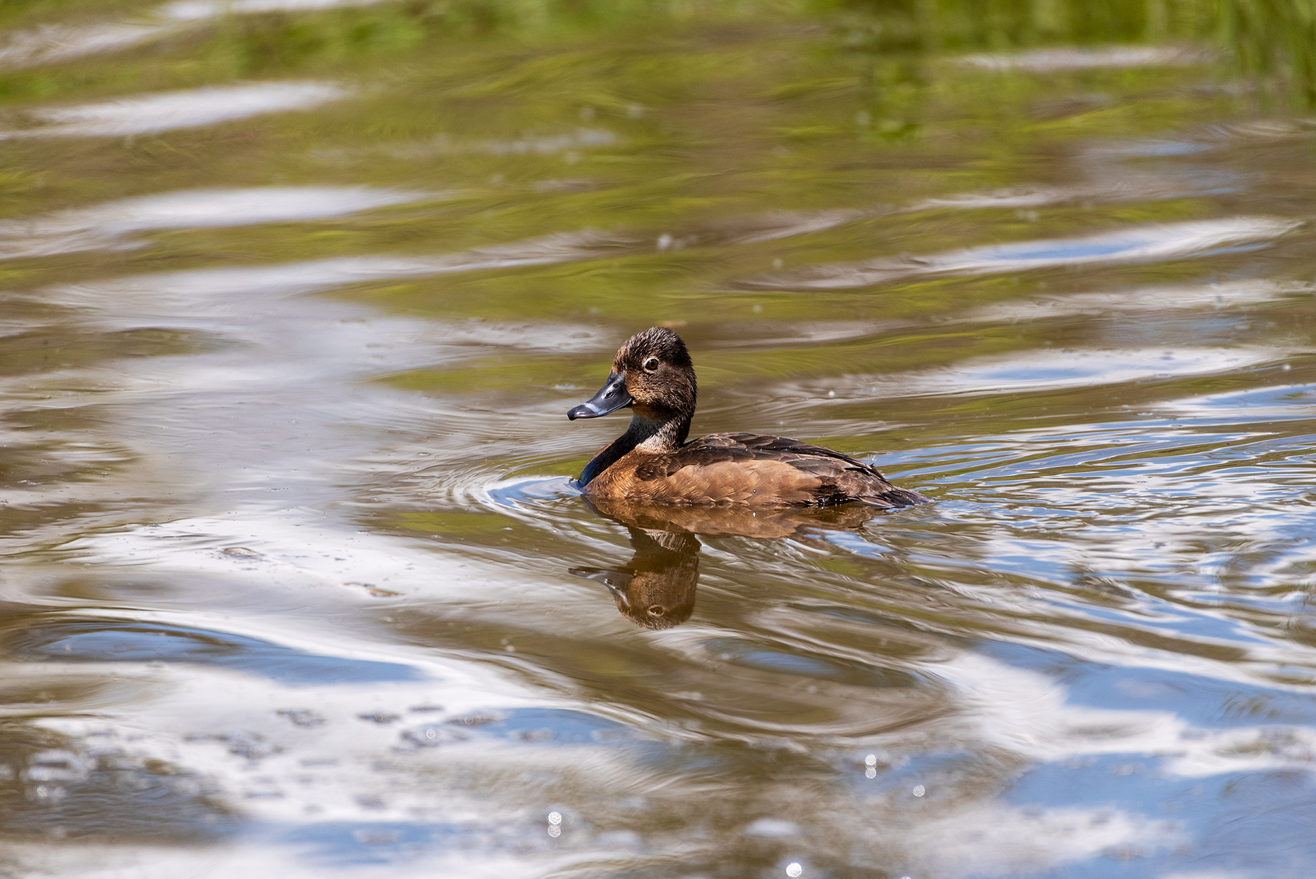 Ring-necked Duck (female), Weaselhead Flats, Elbow River, Calgary, Alberta