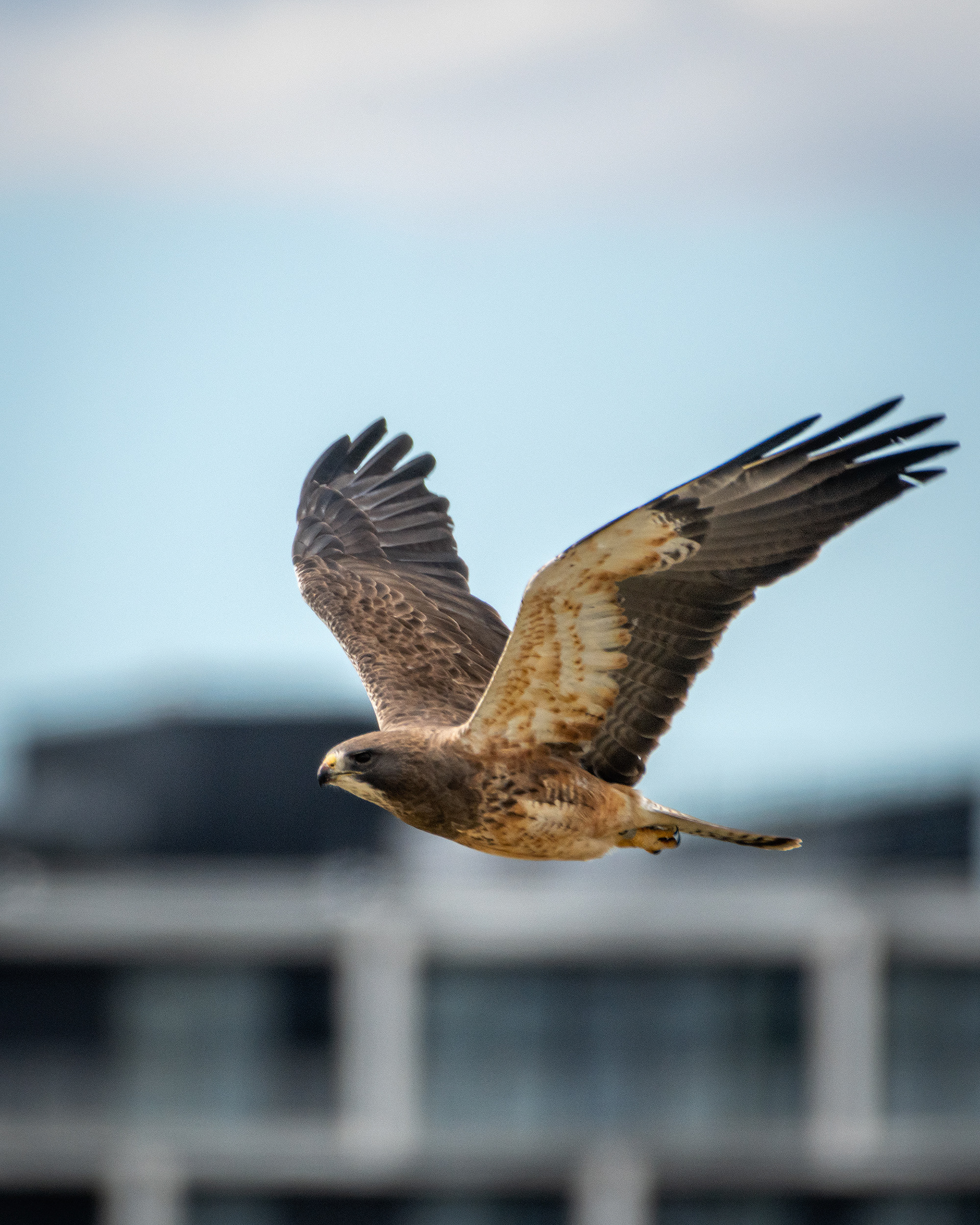 Hawk (in flight), near Tom Campbell's Hill Natural Park, Calgary, AB