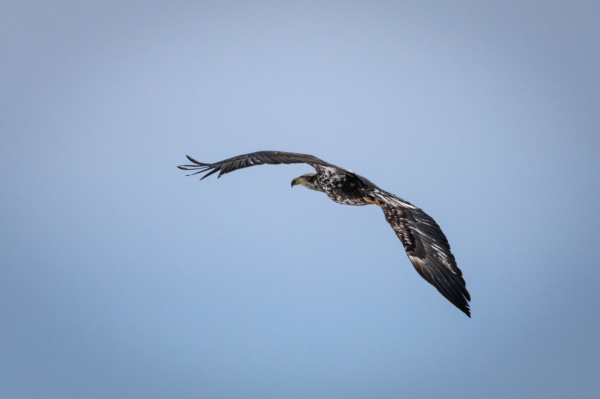Bald Eagle (immature) in flight - Southview Off Leash Dog Park, Calgary, AB
