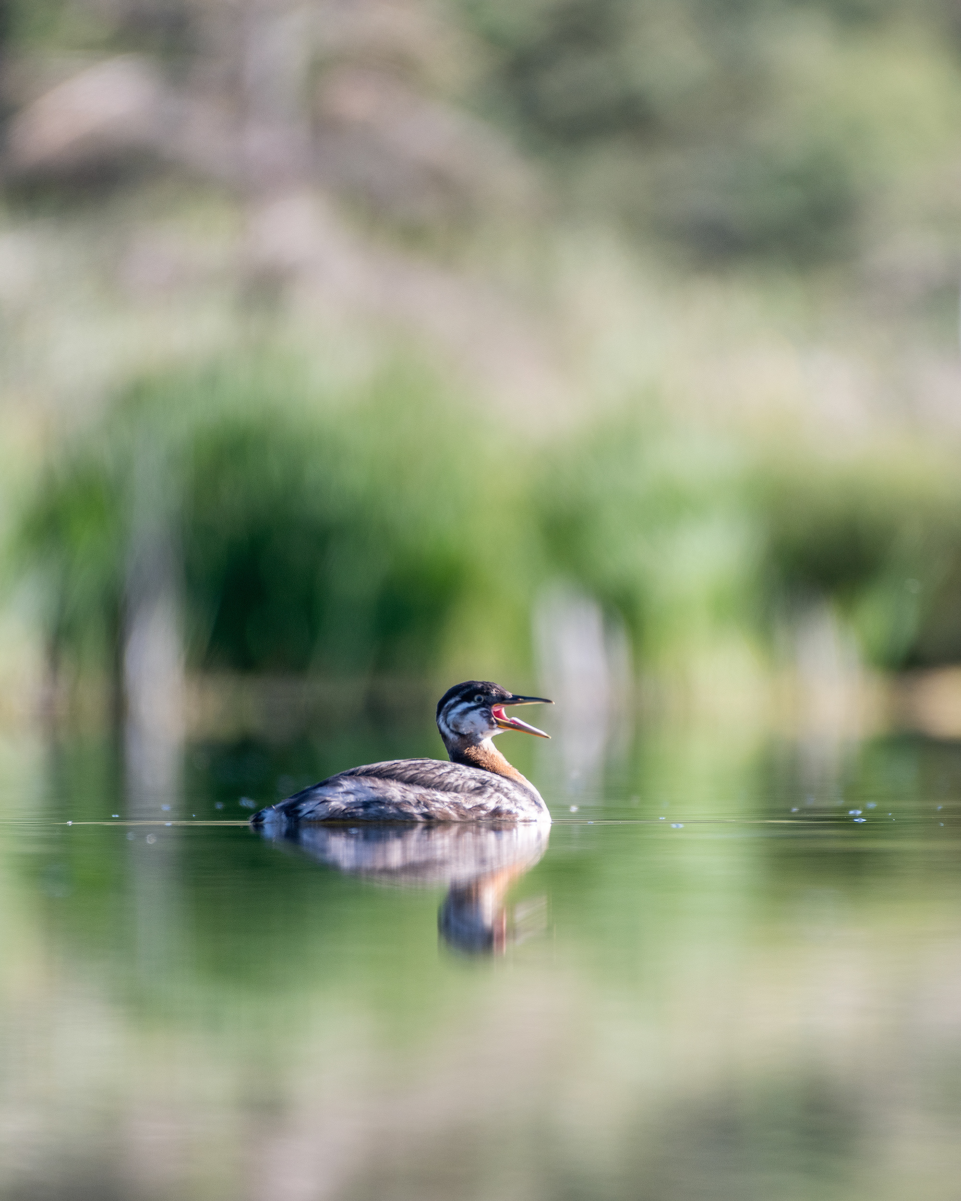 Red-necked Grebe (immature), Marshall Springs - Fish Creek Prov. Park, Calgary, AB