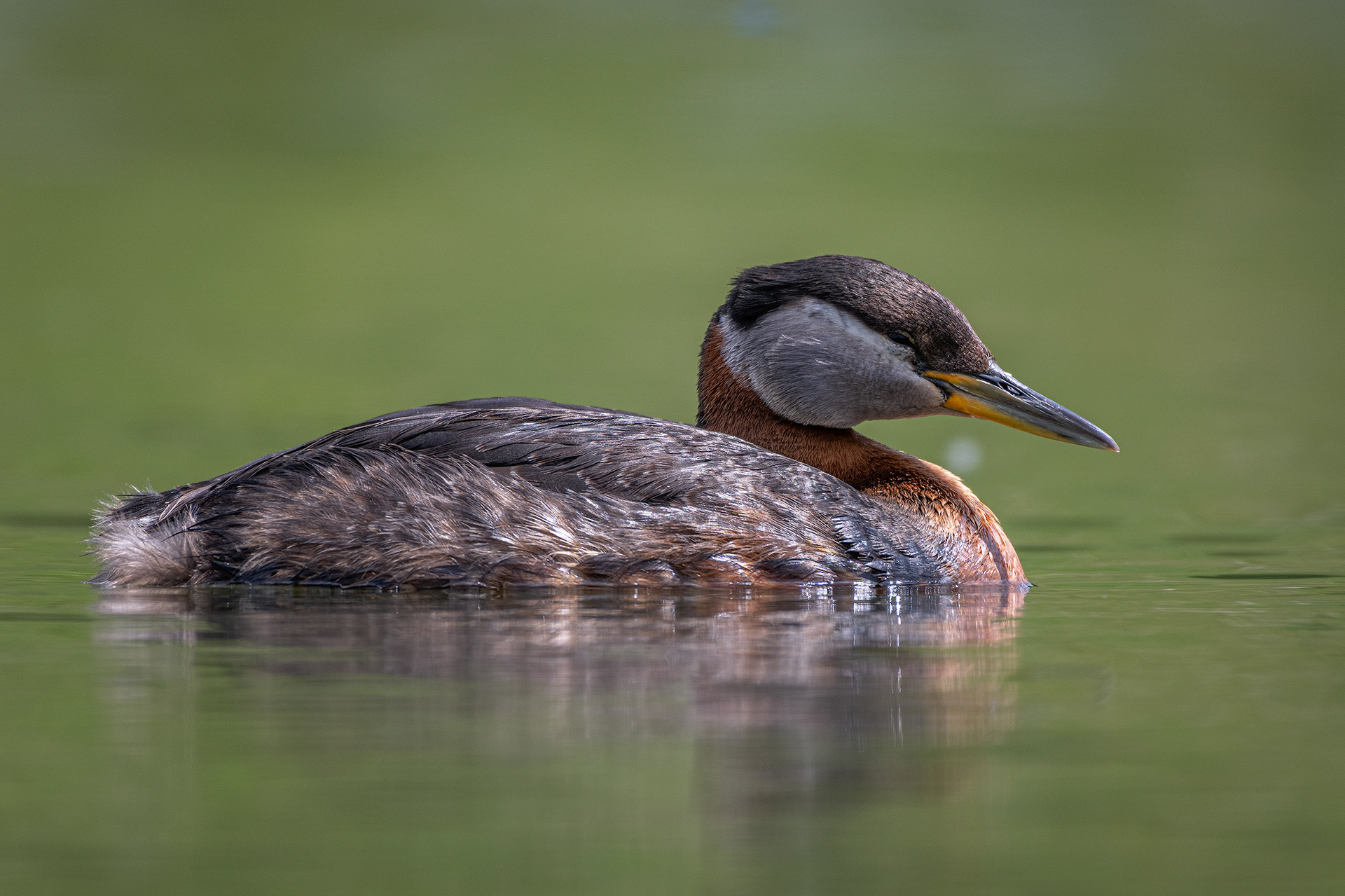 Red-necked Grebe, Marshall Springs ponds, Fish Creek Provincial Park, Calgary, AB