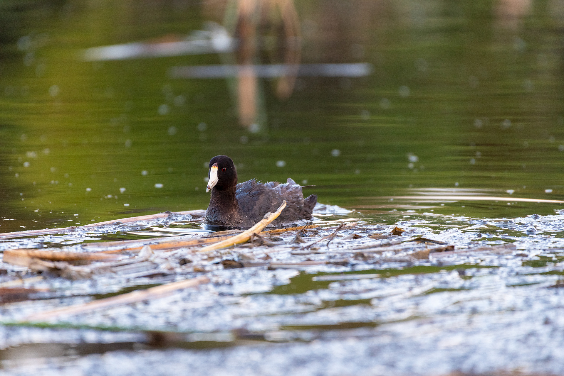 American Coot, Marshall Springs, Fish Creek Provincial Park, Calgary, Alberta