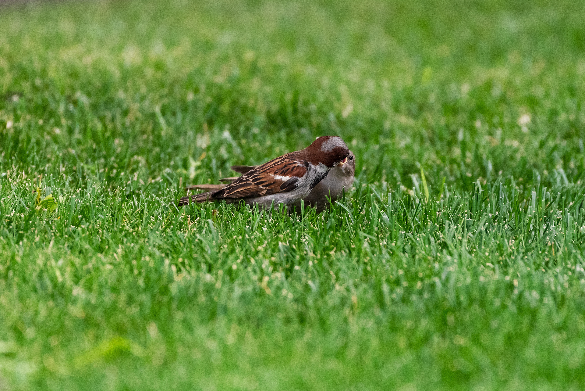 A House Sparrow feeds its little one