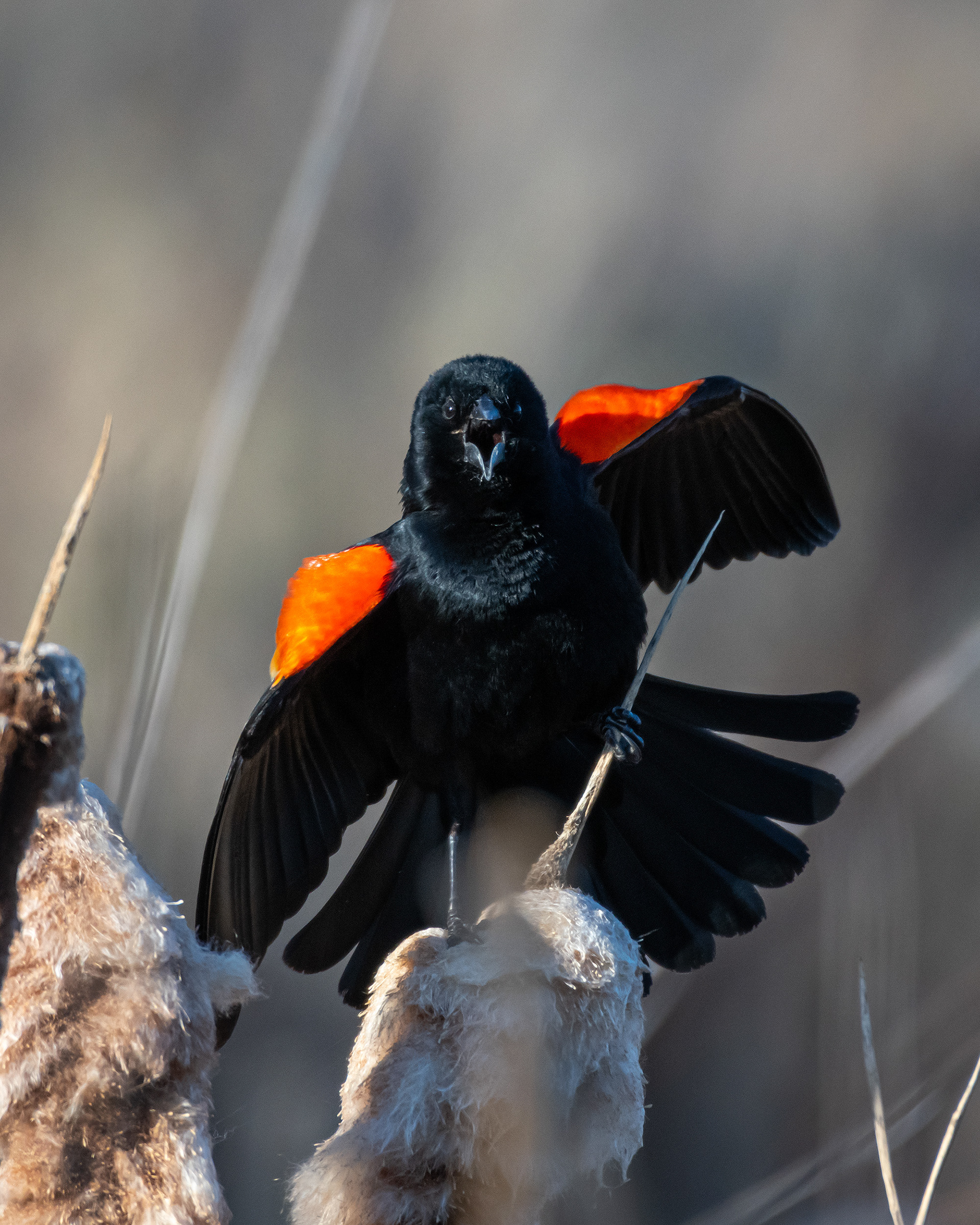 Red-winged Blackbird (male), Marshall Springs, Fish Creek Provincial Park, Calgary, AB