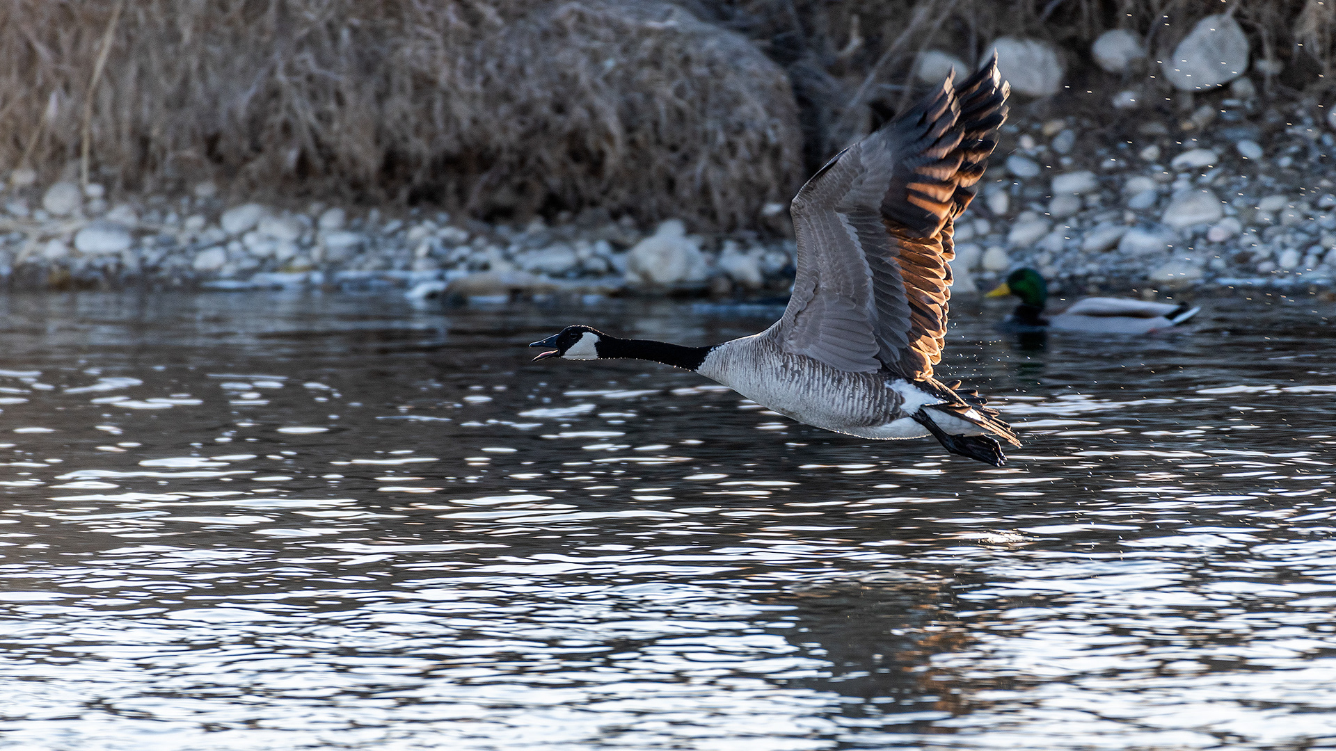Canada Goose (in flight) near Mallard Point, Fish Creek Prov. Park, Calgary, AB