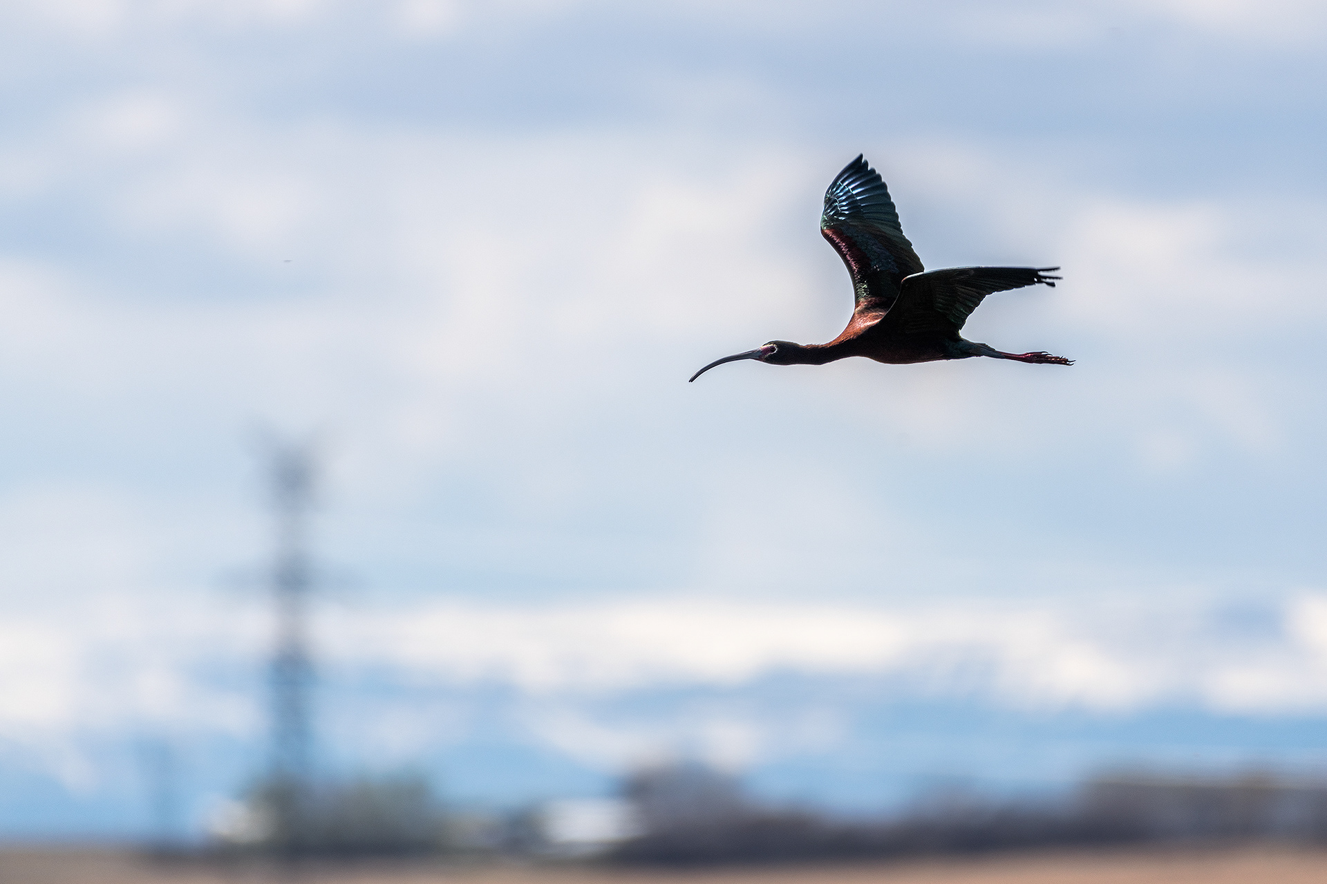 White-faced Ibis in flight, Frank Lake, Alberta