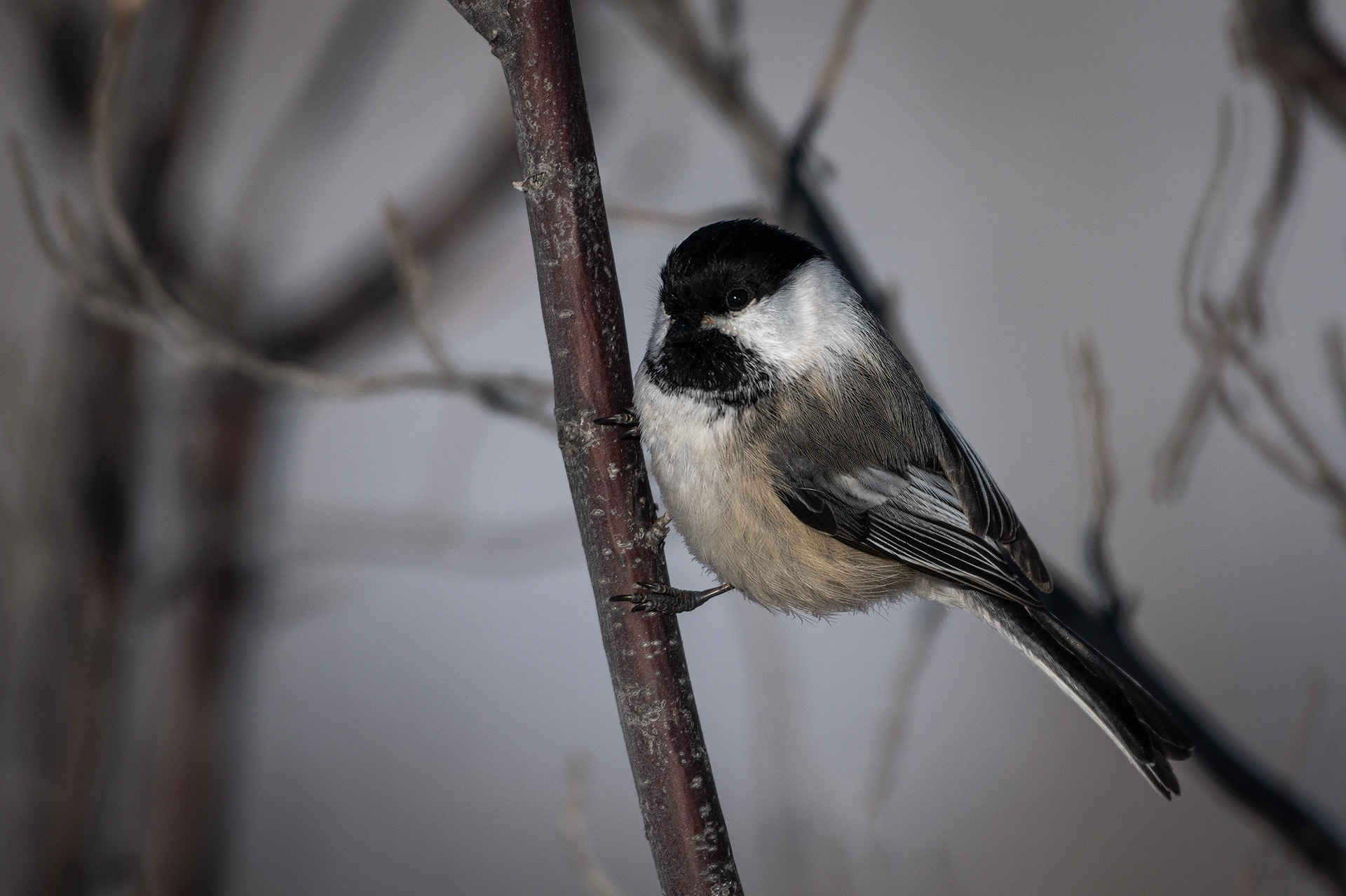 Black-capped Chickadee, Southview Off Leash Dog Park, Calgary, AB