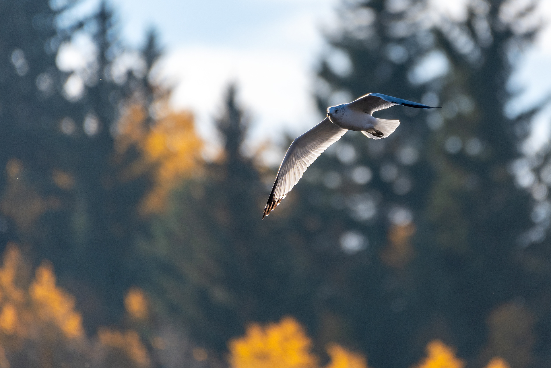 Ring-billed Gull, in flight, at the Marshall Springs ponds in Fish Creek Provincial Park (surface-tipping for fish)