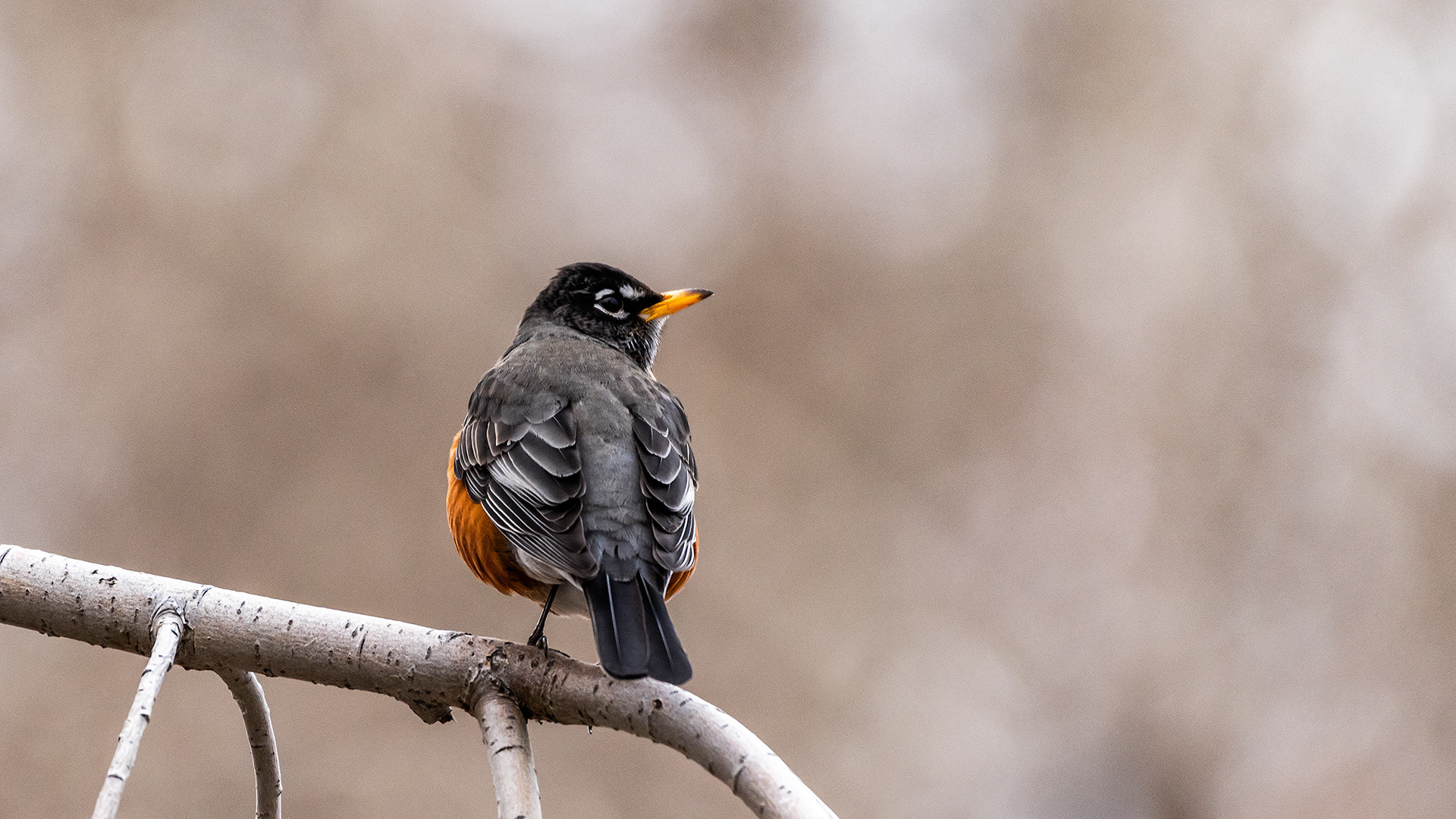 American Robin (looking well fed) near Carburn Park, Calgary, AB