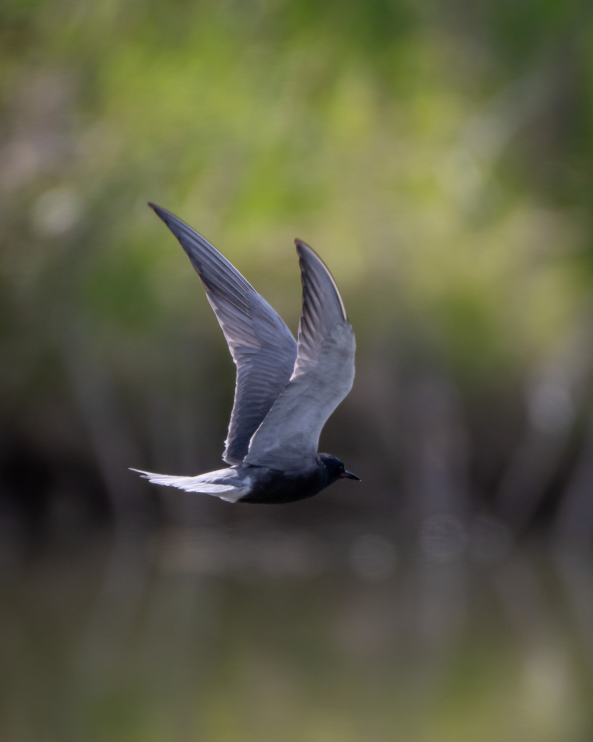 Black Tern (in flight), Marshall Springs ponds, Fish Creek Provincial Park, Calgary, AB