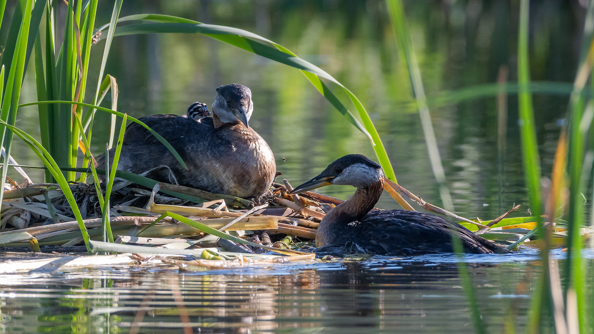 Red-necked Grebe pair at their nest with their one day old chick, Marshall Springs - Fish Creek Prov. Park, Calgary, AB