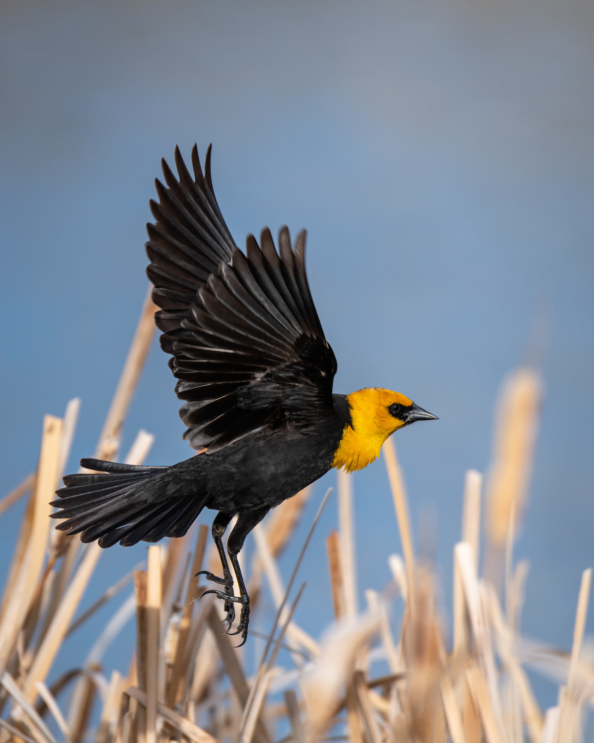 Yellow-headed Blackbird (male) in flight, Bridlewood Wetlands Park, Calgary, AB