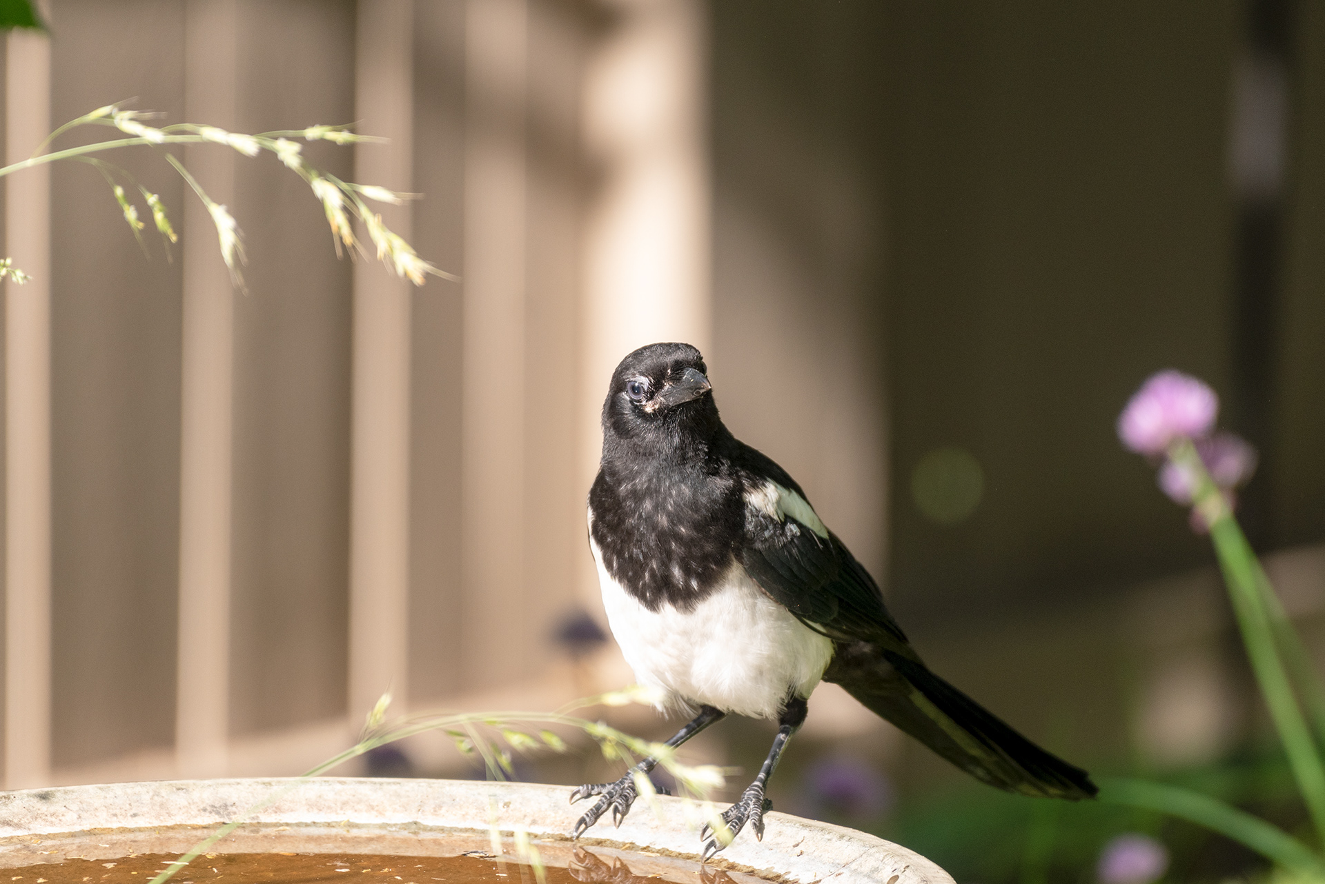 Black-billed Magpie at the birdbath in the back yard