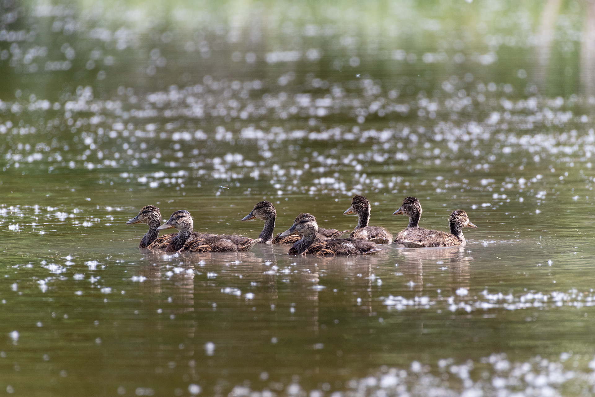 Mallard ducklings, Weaselhead Flats , Elbow River, Calgary, Alberta