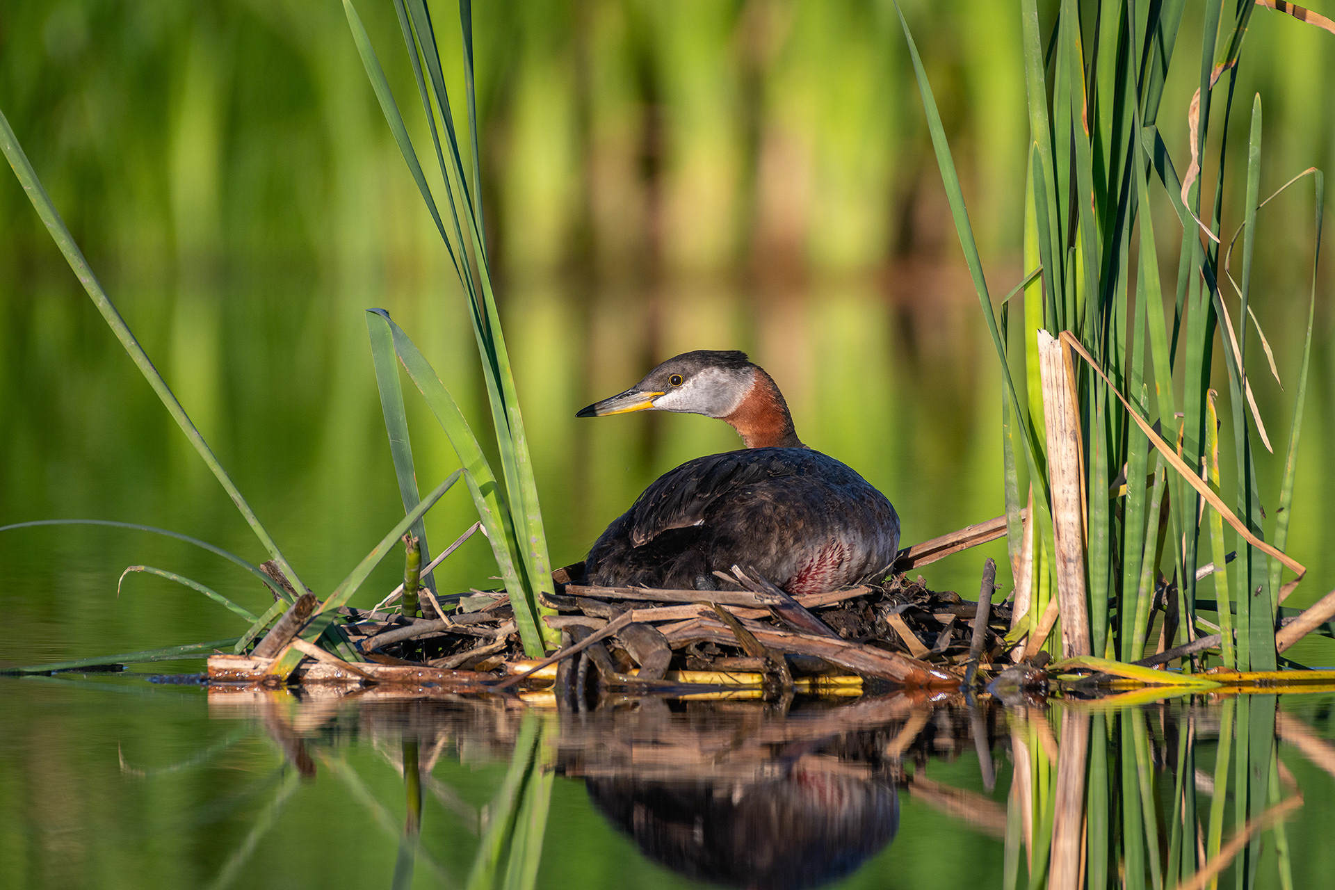 Red-necked Grebe, Marshall Springs ponds, Fish Creek Provincial Park, Calgary, AB