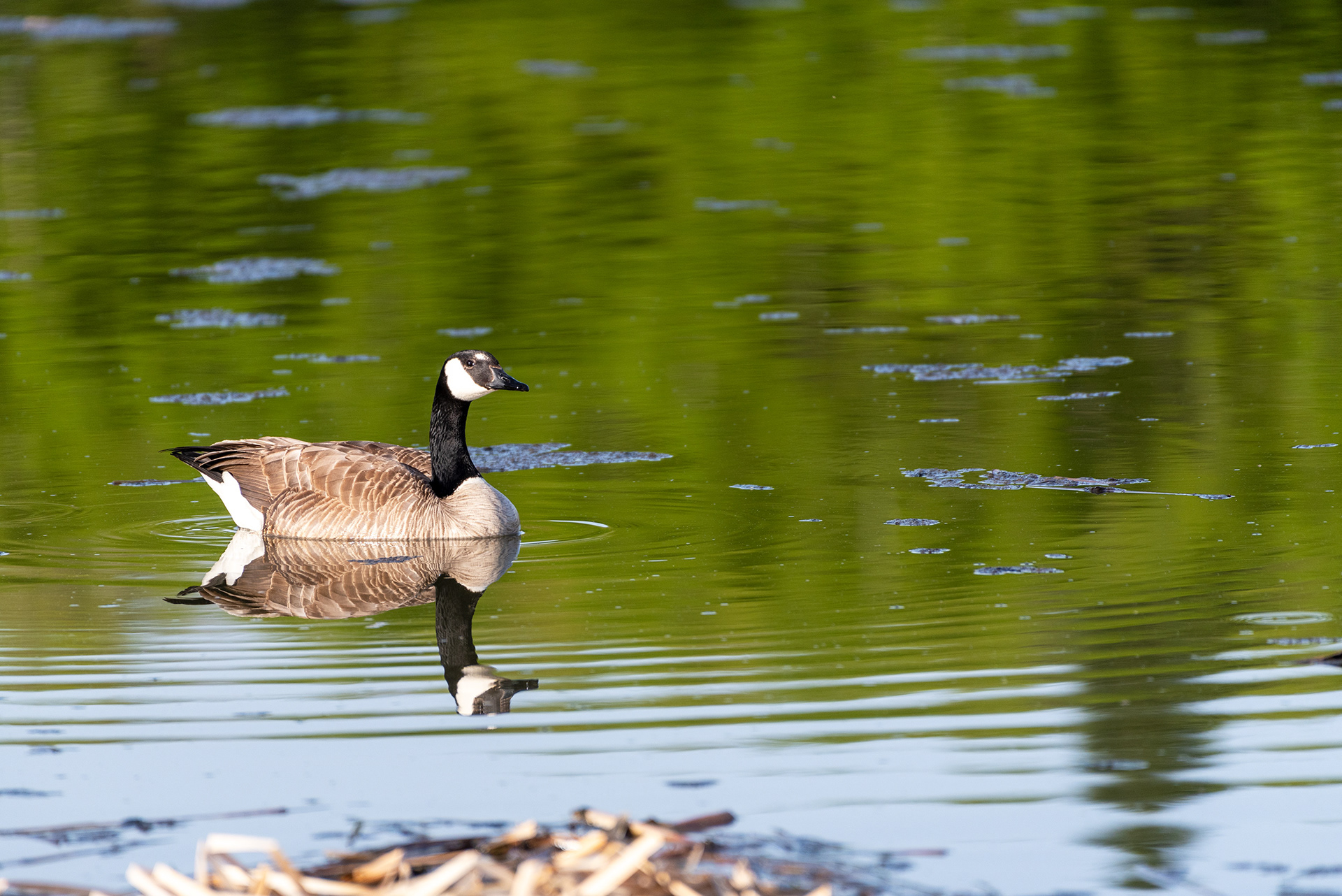 Canada Goose, Marshall Springs, Fish Creek Provincial Park, Calgary, Alberta
