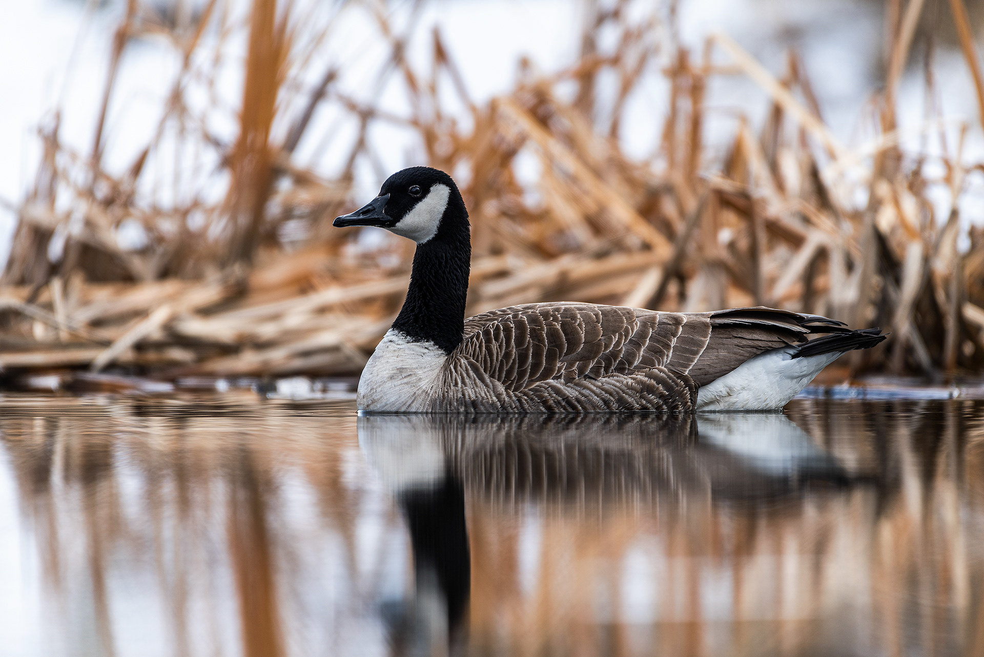 Canada Goose at the Marshall Springs ponds in Fish Creek Provincial Park