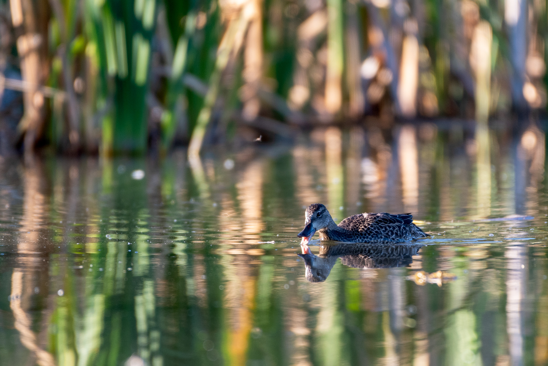 Blue-winged Teal (female) in Fish Creek Provincial Park