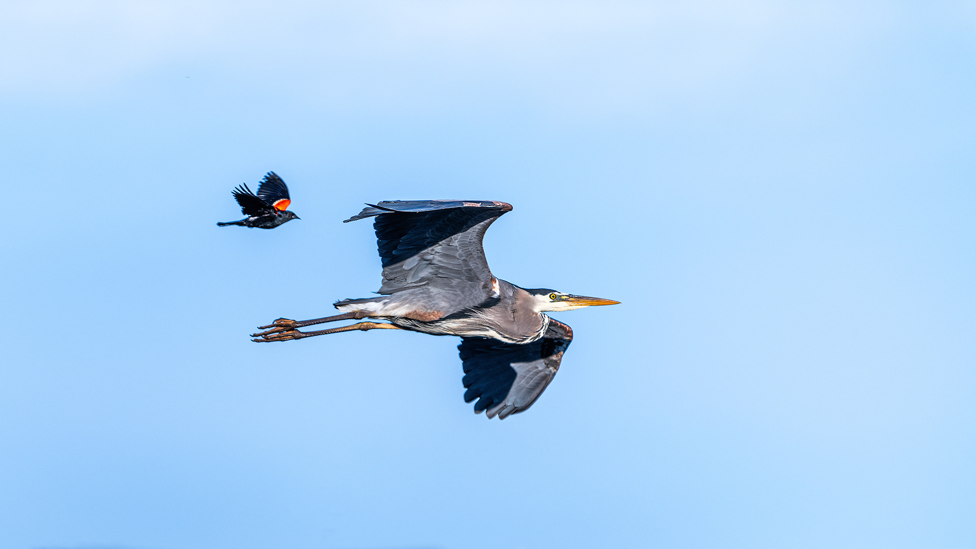 Great Blue Heron (in flight) being escorted out of the area by a male Red-winged Blackbird (in flight), Marshall Springs, Fish Creek Prov. Park, Calgary, AB
