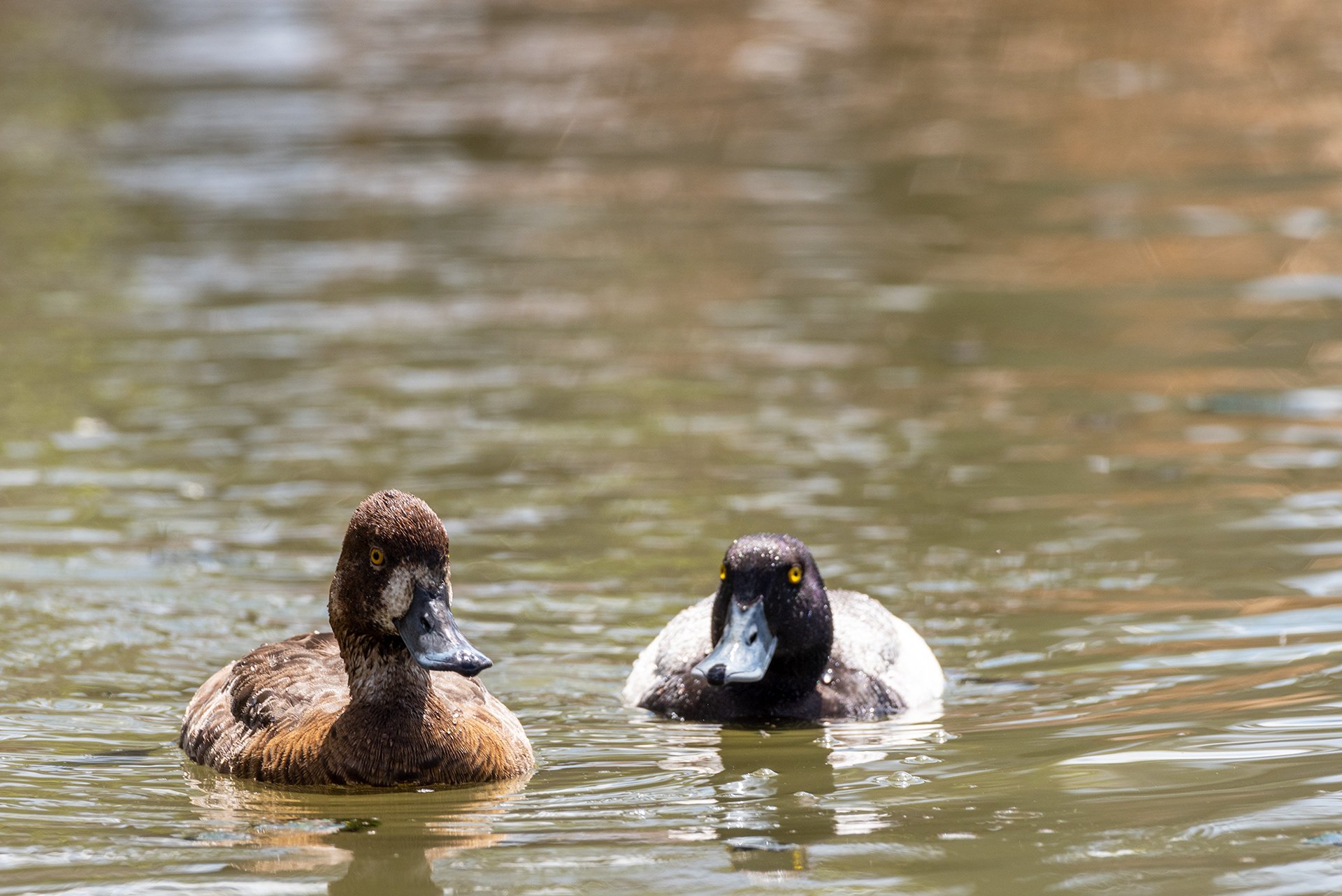 Lesser Scaup pair, Bridlewood Wetlands Park, Calgary, Alberta