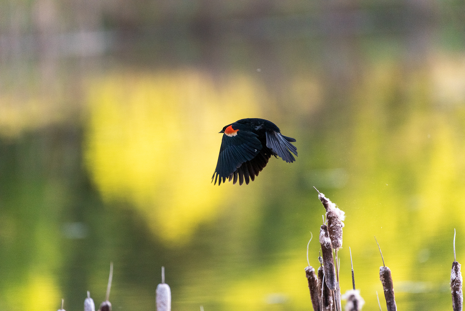 Red-winged Blackbird, Marshall Springs, Fish Creek Provincial Park, Calgary, Alberta