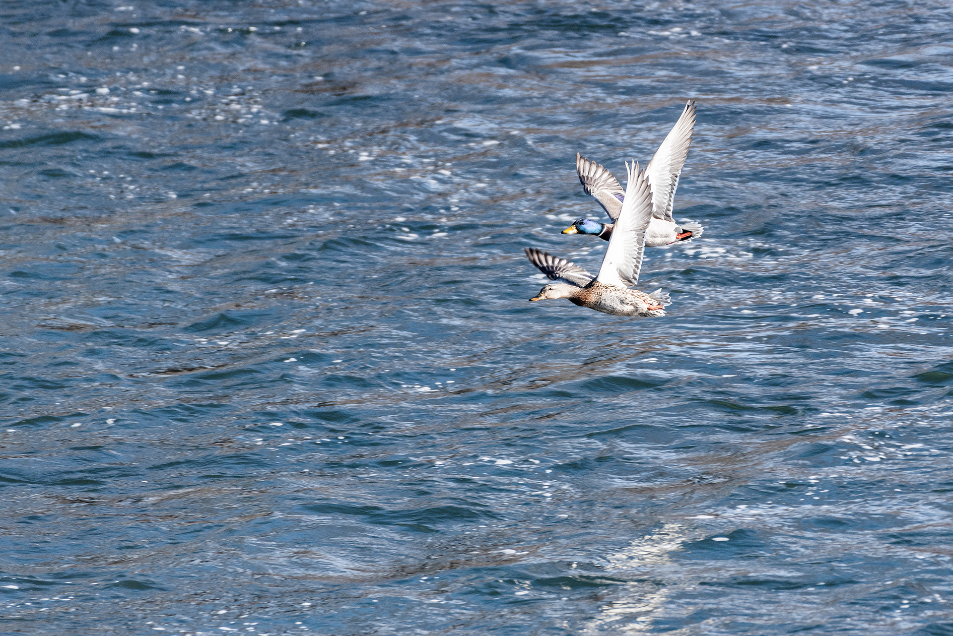 Mallard pair near Mallard Point, Fish Creek Prov. Park, Calgary, AB