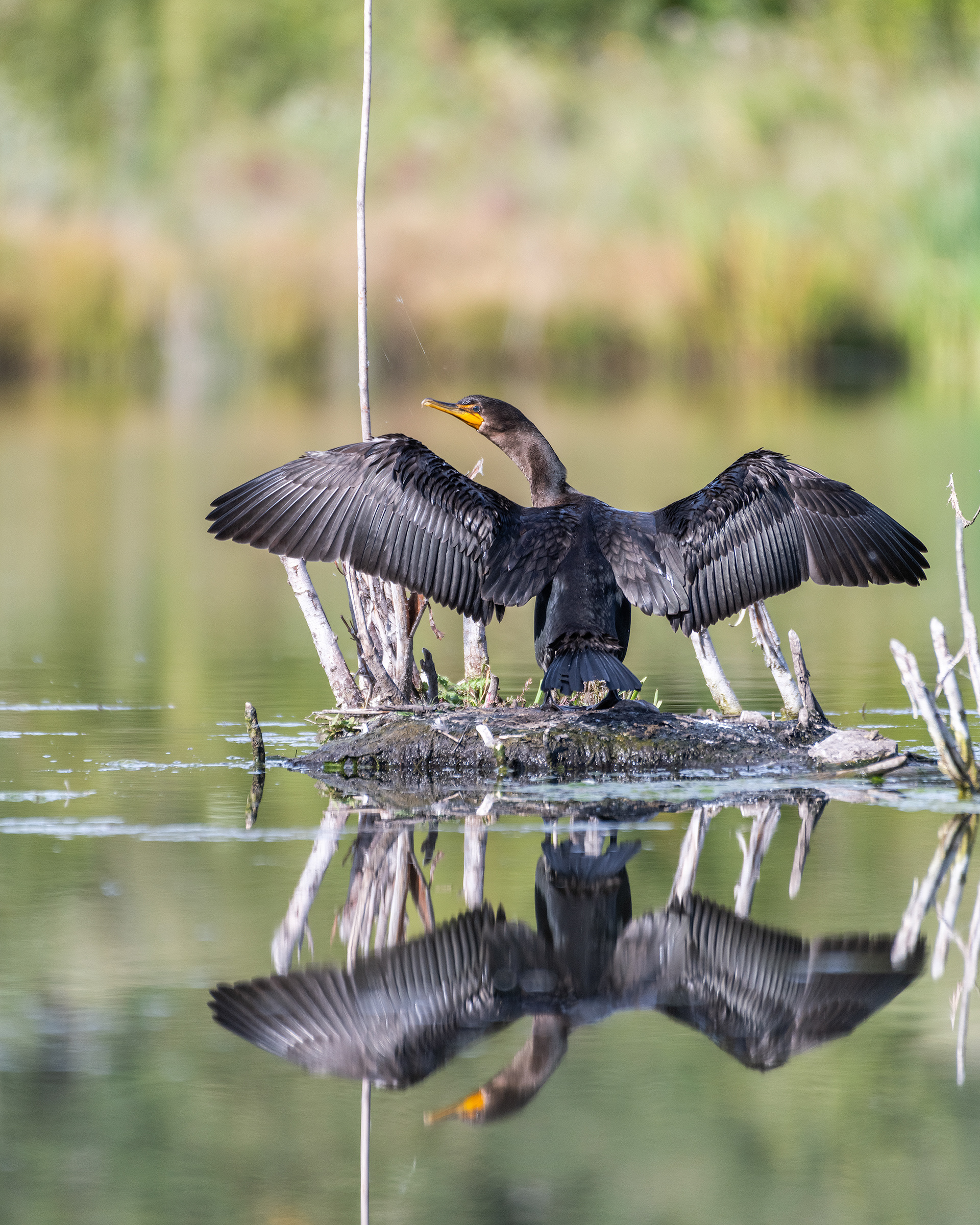 Double-crested Cormorant, Marshall Springs - Fish Creek Prov. Park, Calgary, AB
