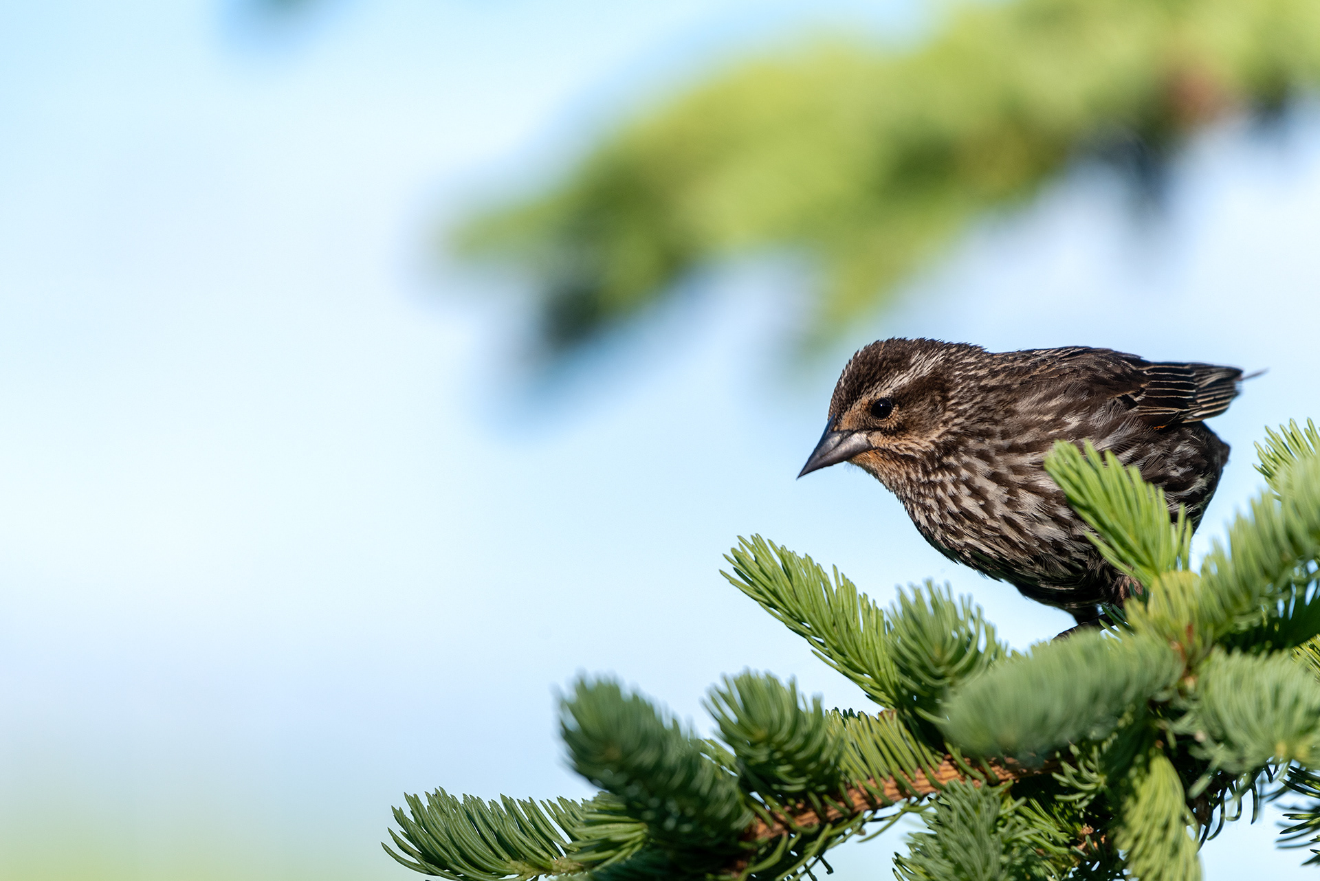 Red-winged Blackbird, Marshall Springs, Fish Creek Provincial Park, Calgary
