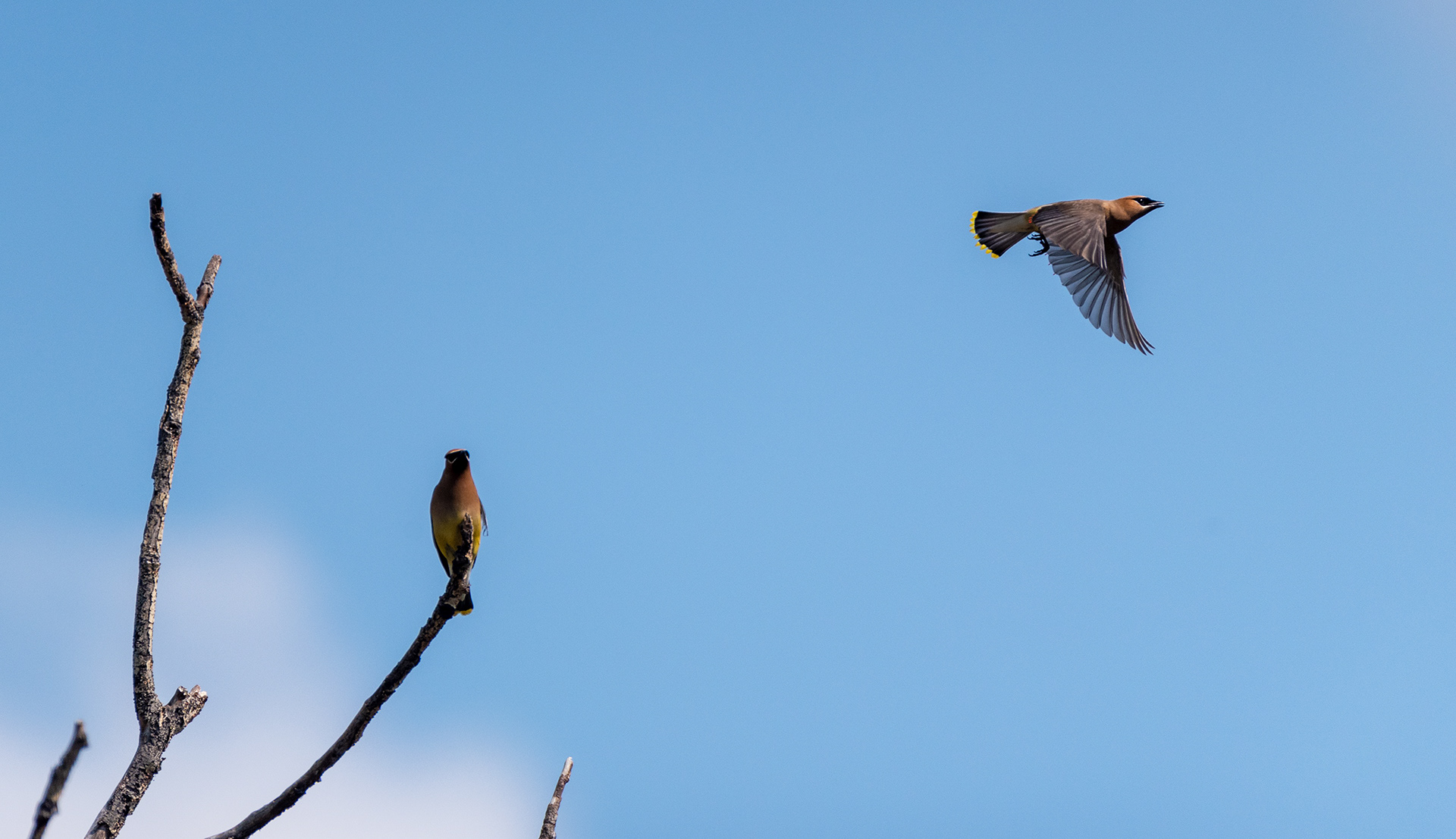 Cedar Waxwings