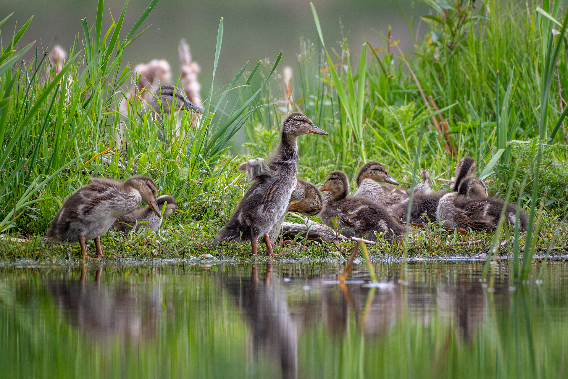 Mallard family, Marshall Springs ponds, Fish Creek Provincial Park, Calgary, AB