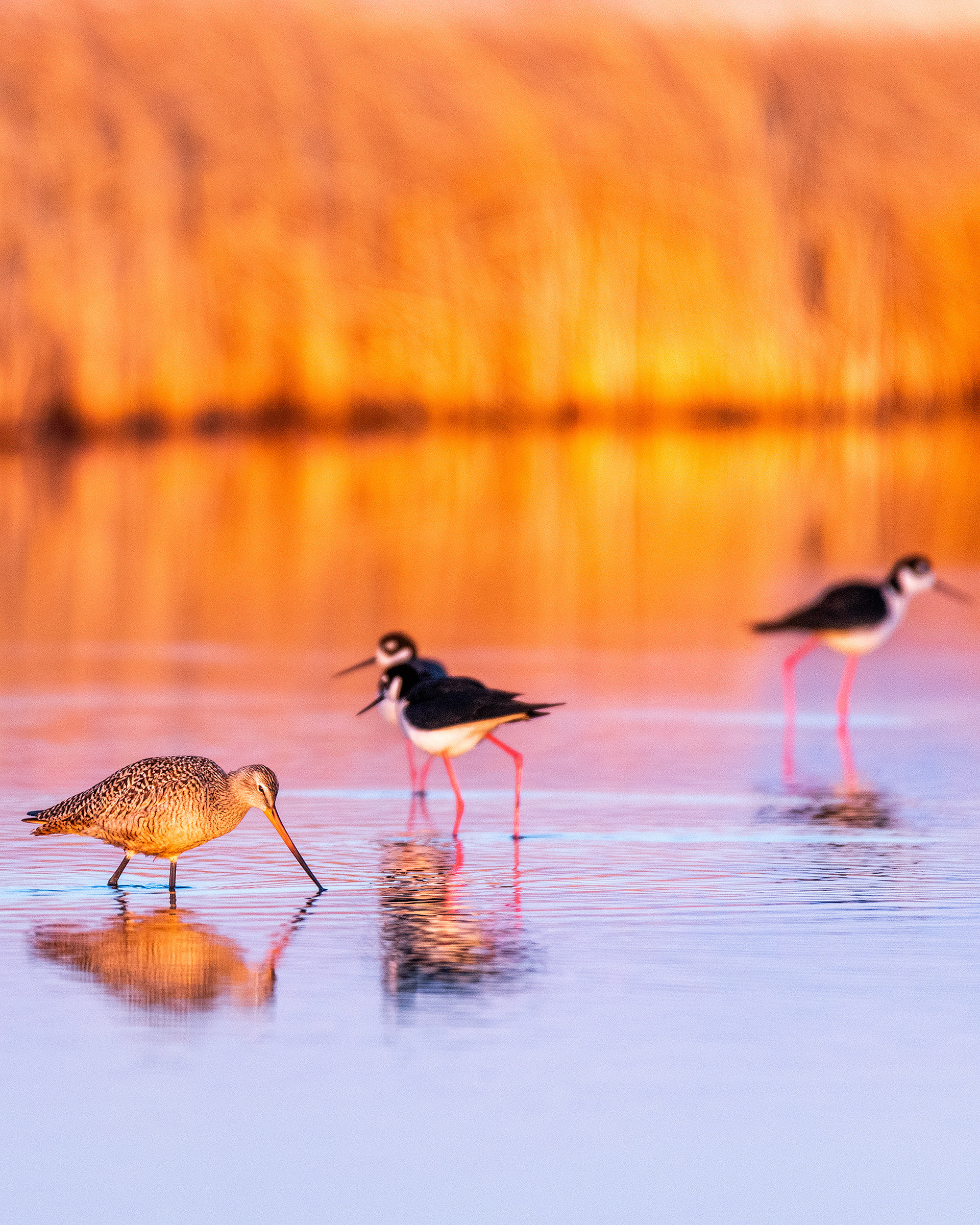Marbled Godwit and Black-necked Stilts at Frank Lake, Alberta