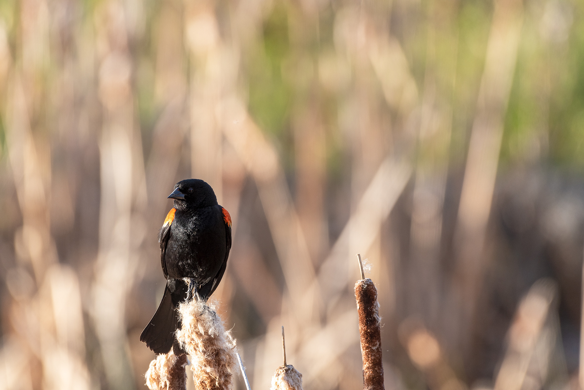 Red-winged Blackbird, Marshall Springs, Fish Creek Provincial Park, Calgary, Alberta