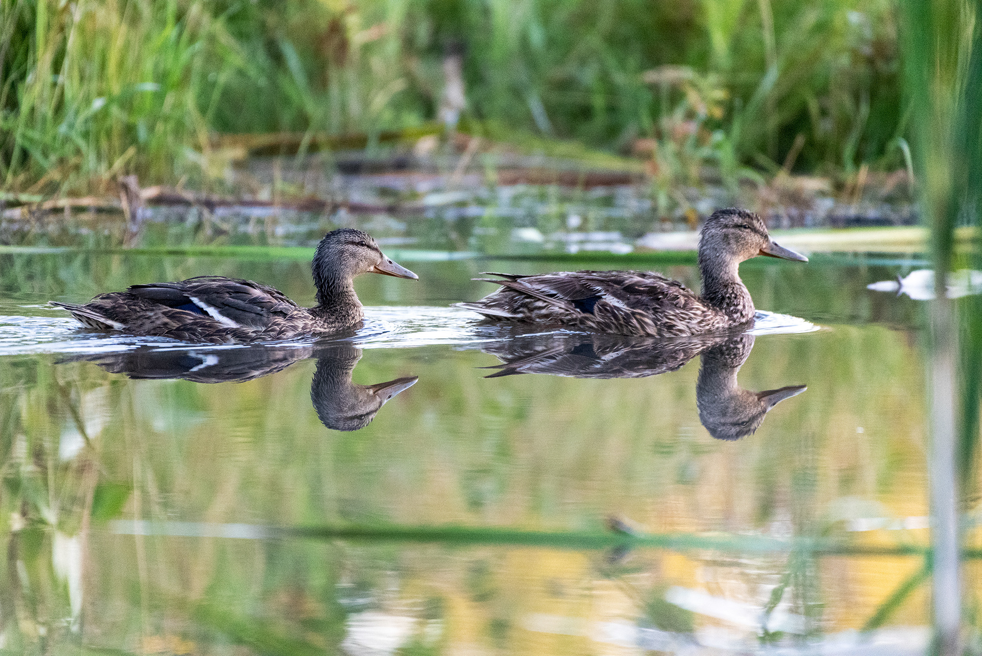 Mallards