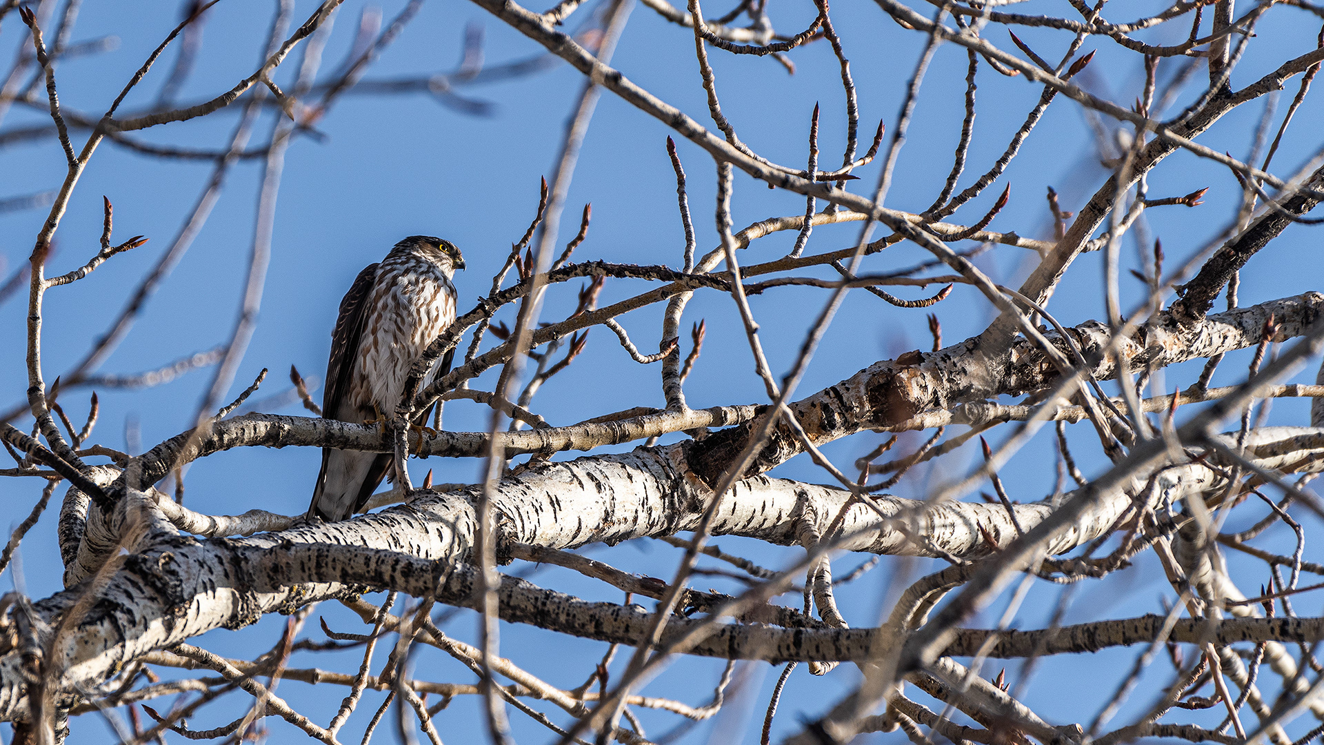 Merlin (my best guess) near Glennfield, Fish Creek Prov. Park, Calgary, AB