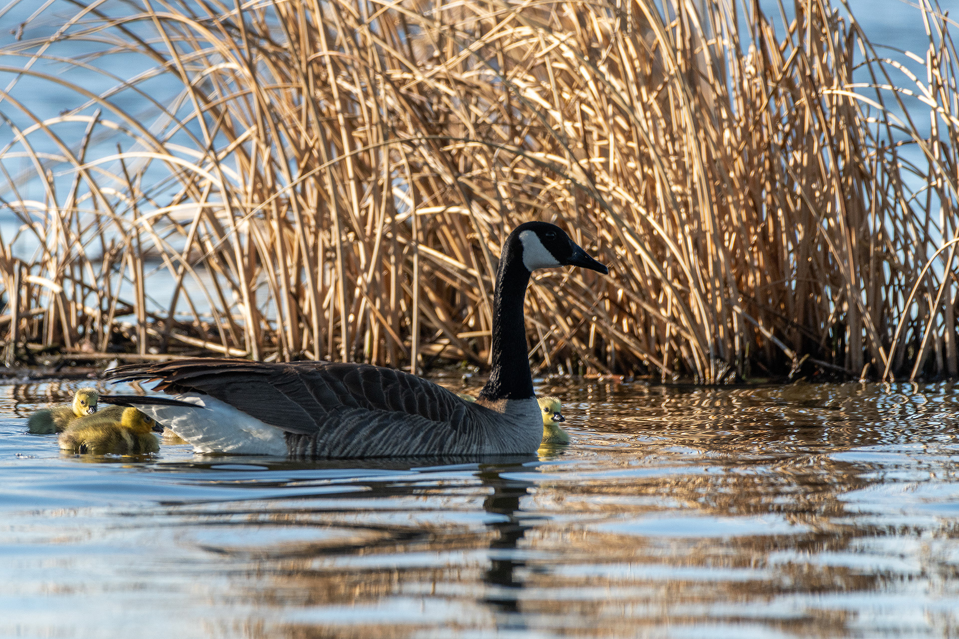 Canada Goose with goslings, Frank Lake, Alberta