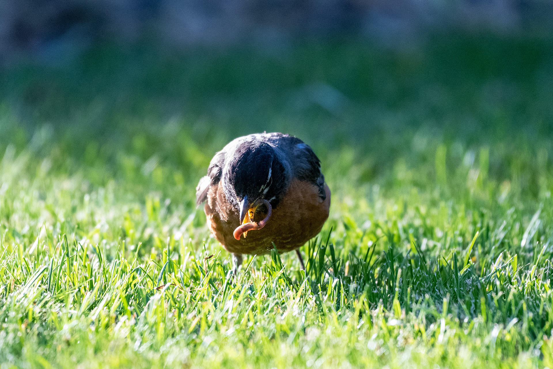 This American Robin changes its grip..a worm is captured suspended in mid air