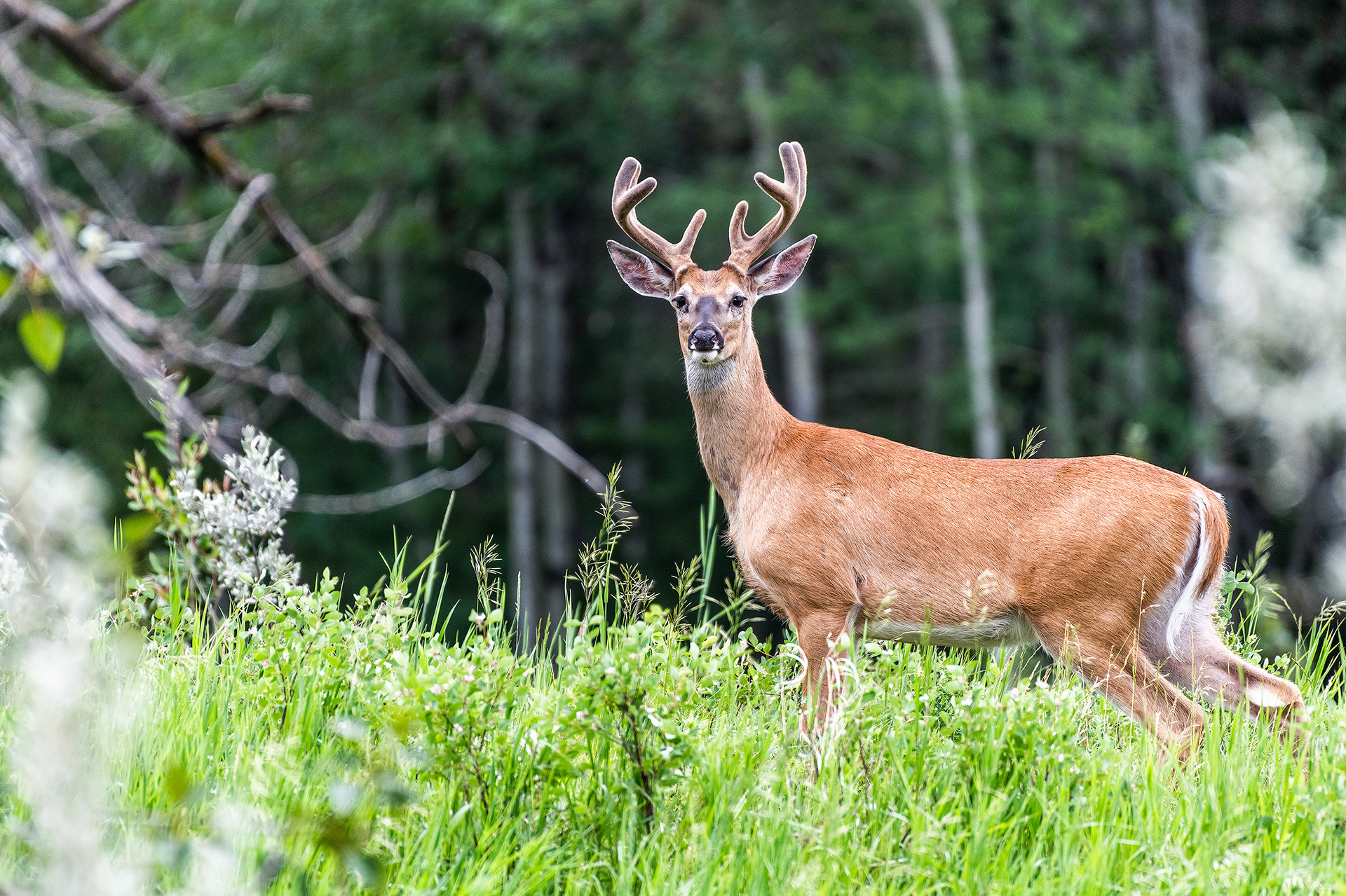 White-tailed Deer, Marshall Springs - Fish Creek Prov. Park, Calgary, AB