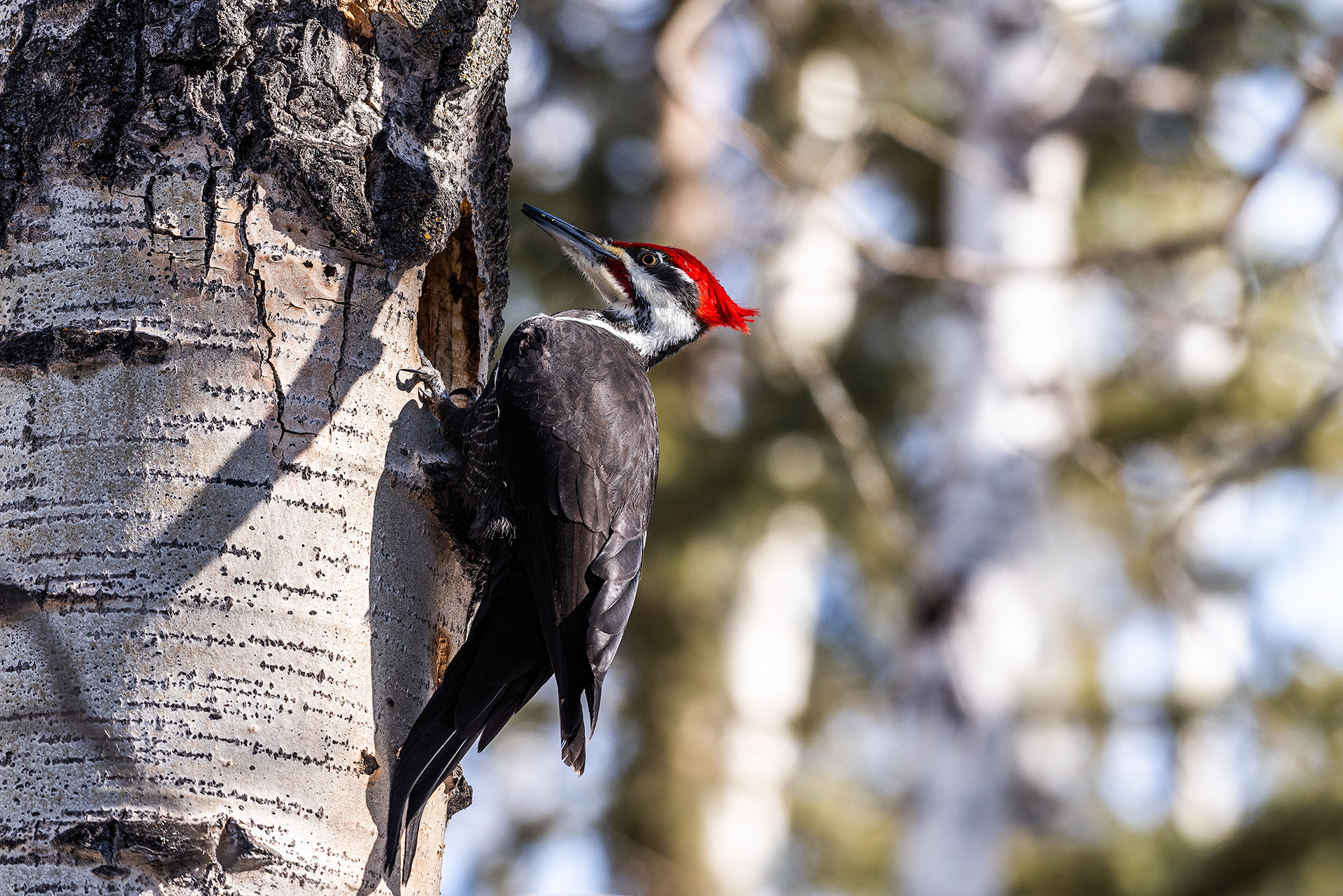 Pileated Woodpecker (male) near Marshall Springs in Fish Creek Provincial Park