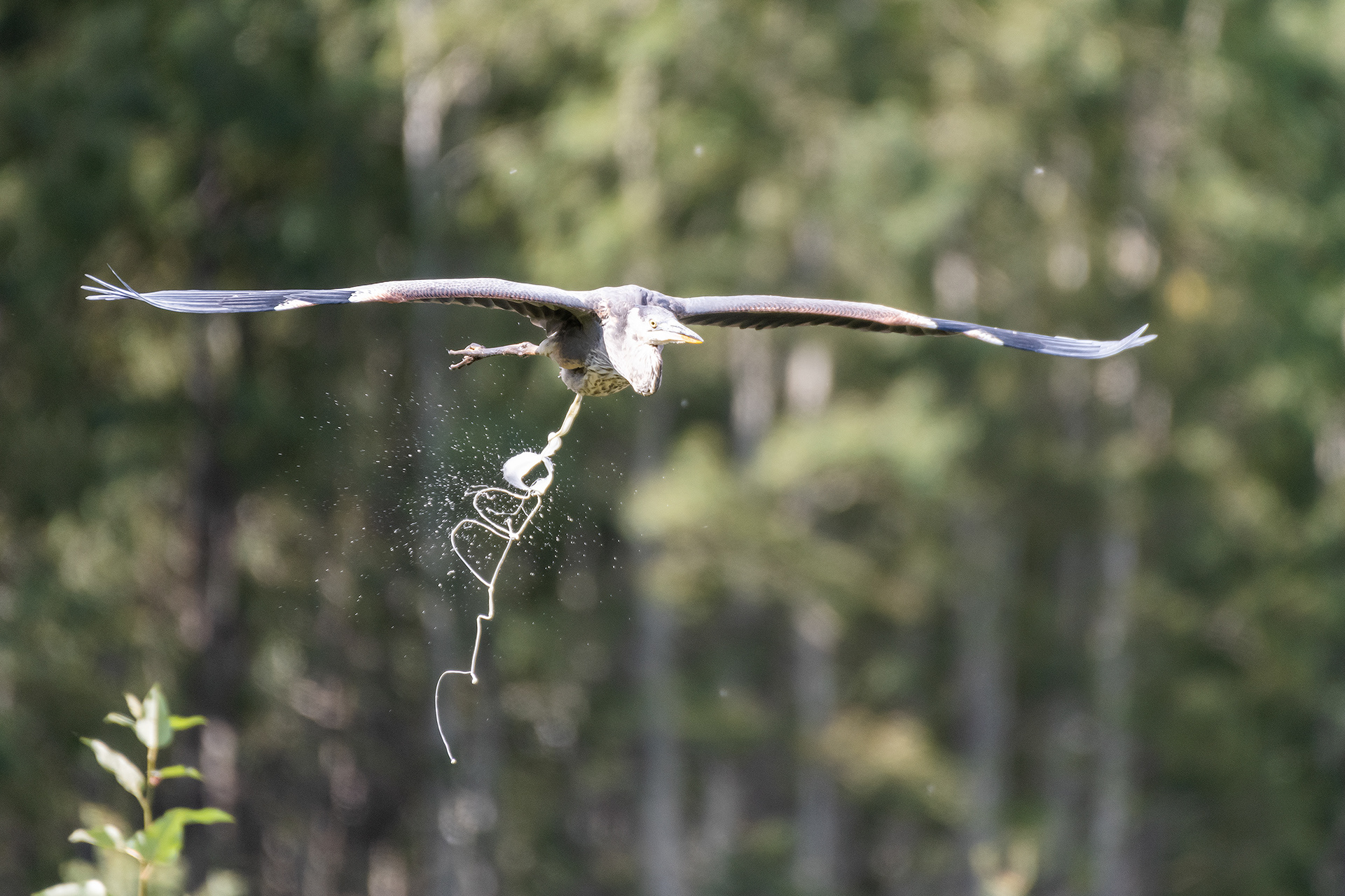 Great Blue Heron (in flight), Marshall Springs - Fish Creek Prov. Park, Calgary, AB
