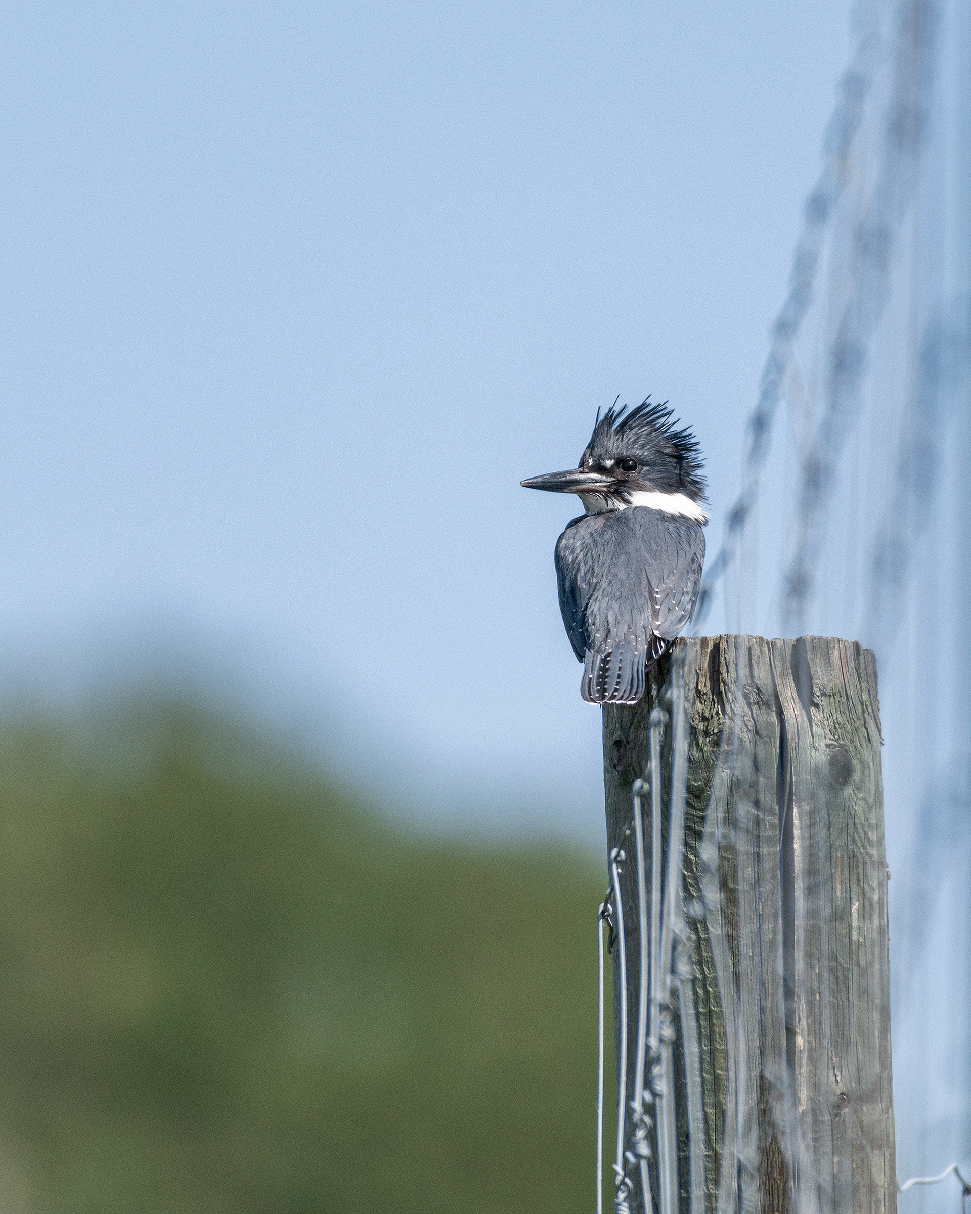 Belted Kingfisher, Marshall Springs - Fish Creek Prov. Park, Calgary, AB