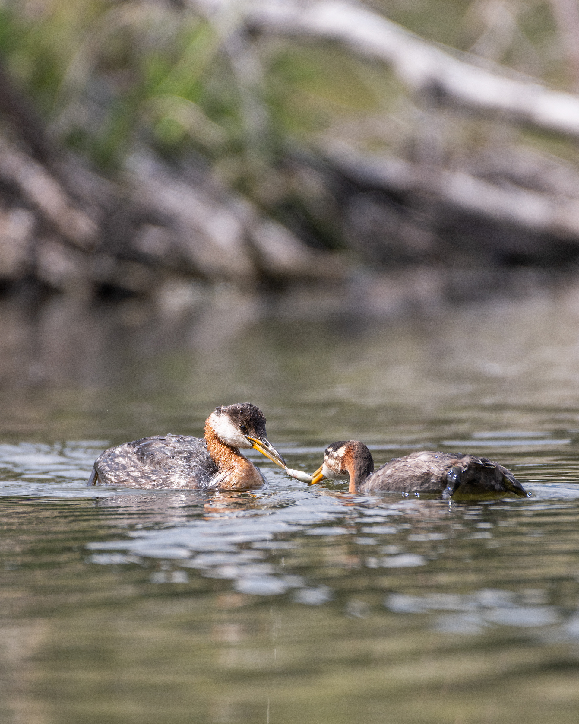 Red-necked Grebes (one female, one immature), Marshall Springs - Fish Creek Prov. Park, Calgary, AB