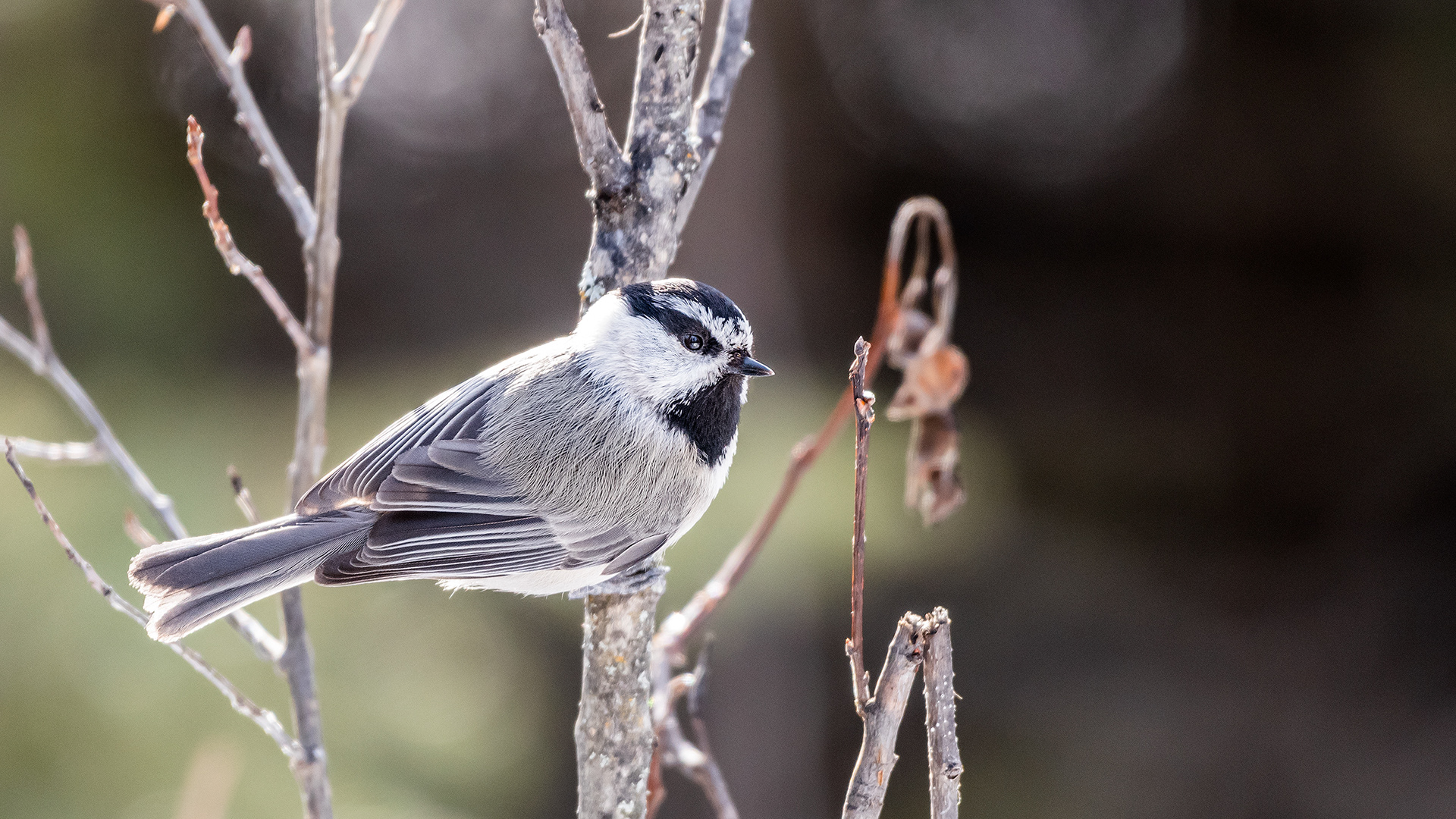 Mountain Chickadee near Marshall Springs in Fish Creek Provincial Park
