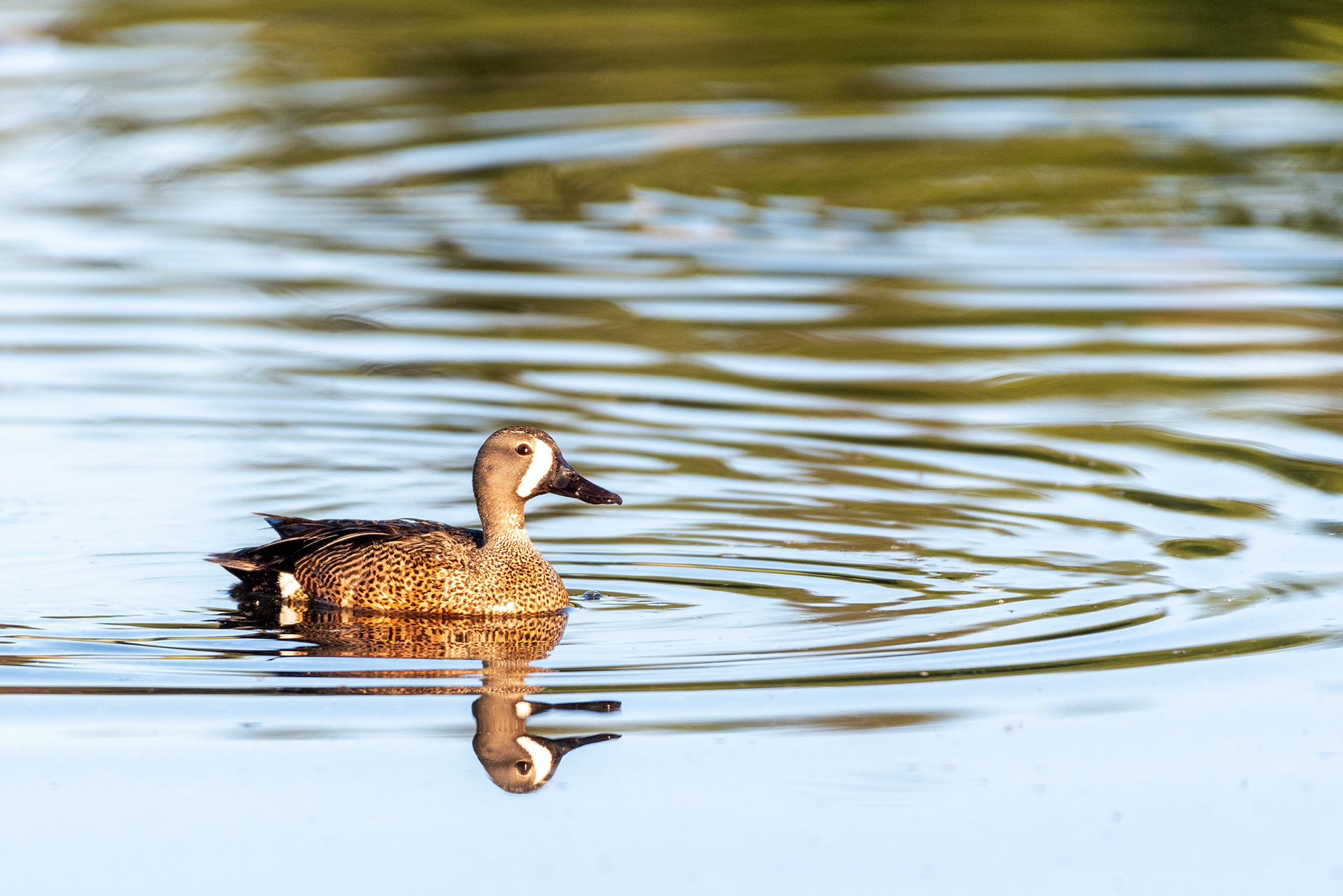 Blue-winged Teal