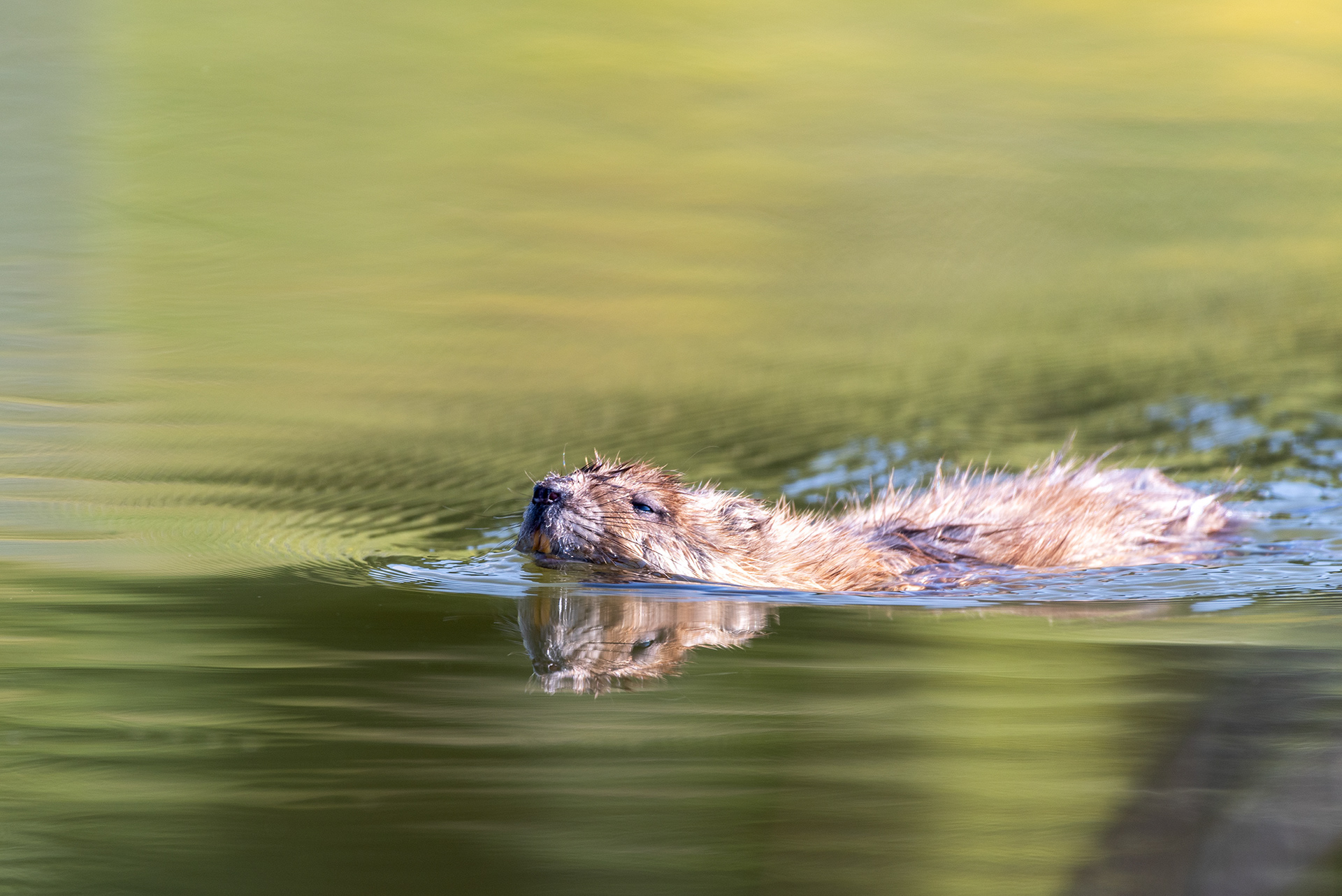 Young Beaver, showing of the pearly yellows, at the Marshall Springs ponds in Fish Creek Provincial Park