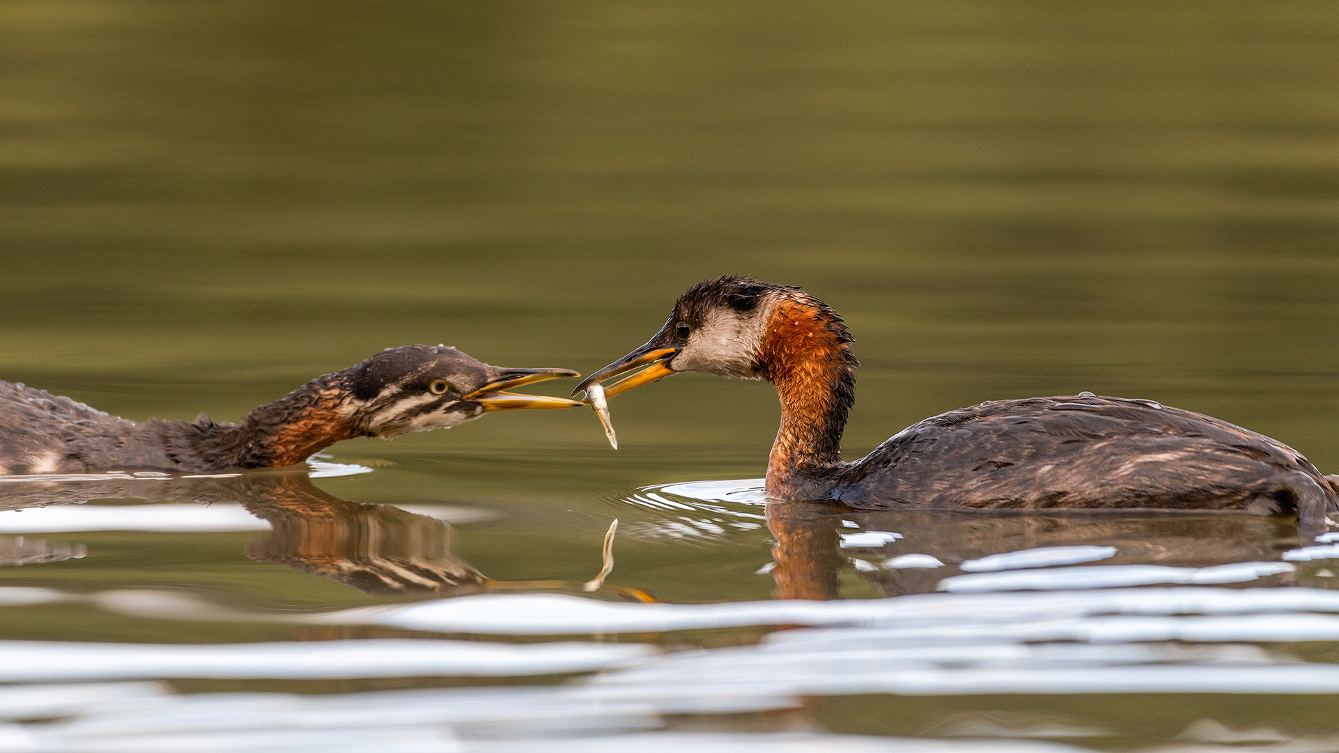 Red-necked Grebes (one female, one immature), Marshall Springs - Fish Creek Prov. Park, Calgary, AB