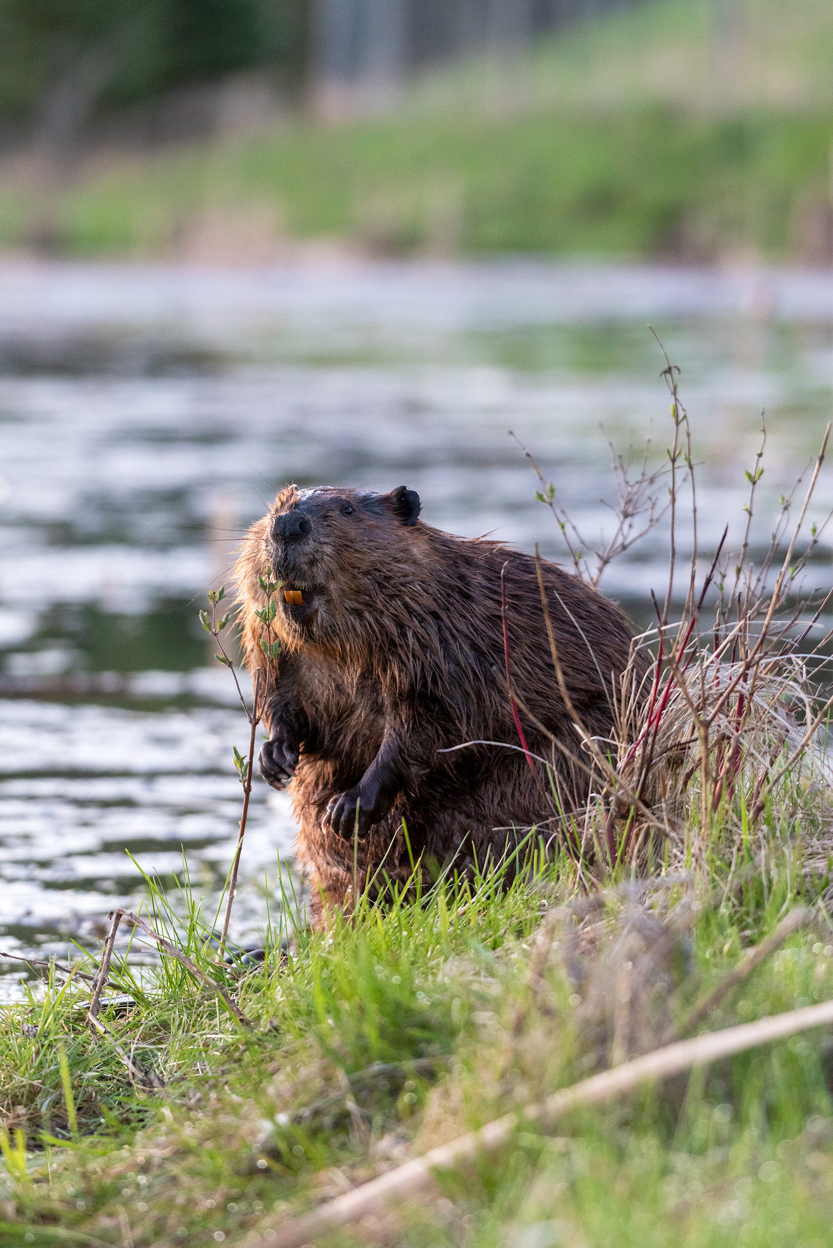 beaver, Marshall Springs, Fish Creek Provincial Park, Calgary, Alberta
