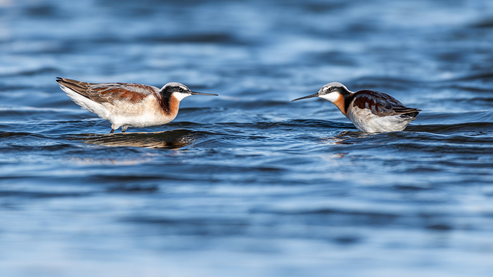Wilson's Phalarope (females), Frank Lake, Alberta