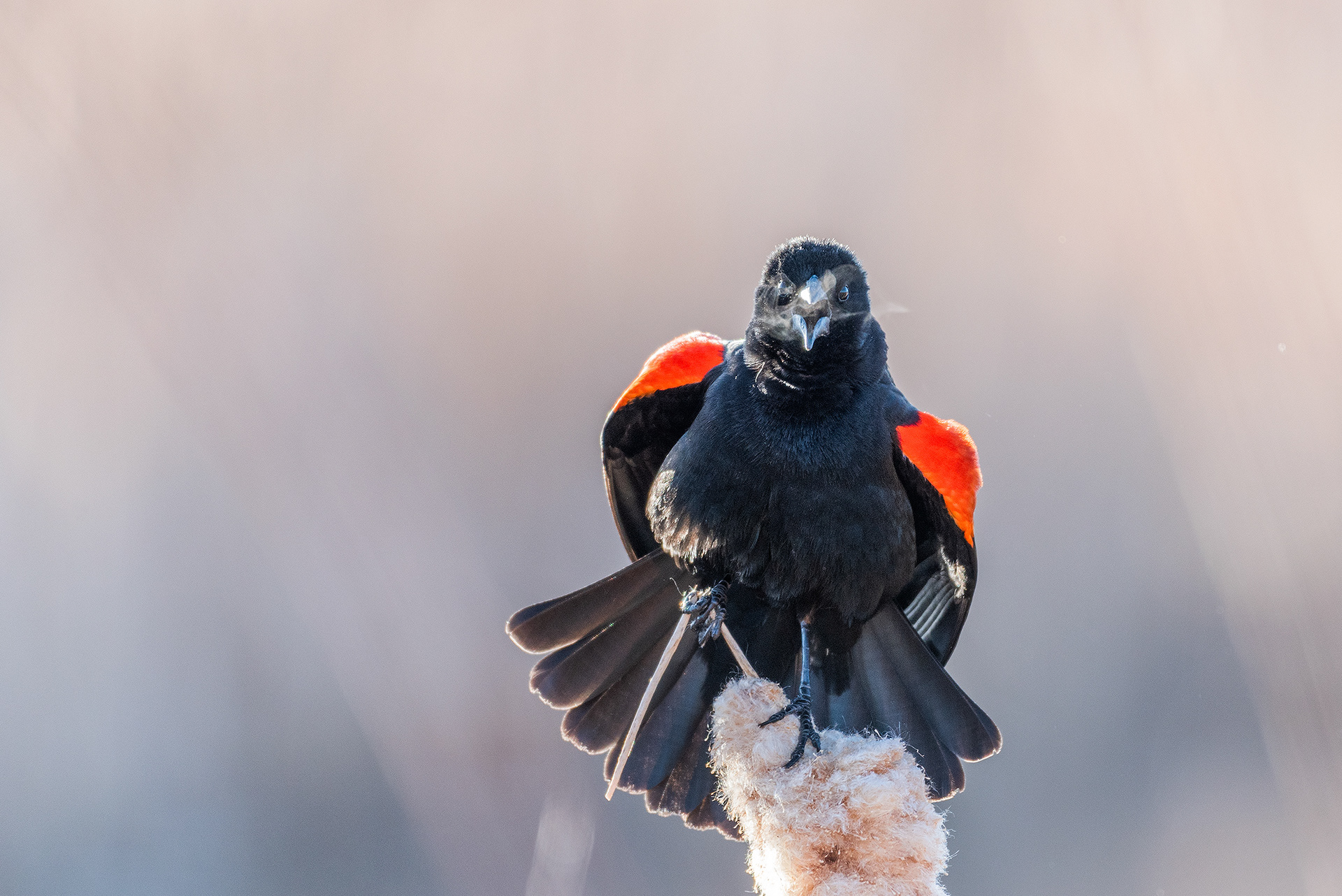 Red-winged Blackbird (male) at Burnsmead Day Use Area, Fish Creek Provincial Park, Calgary, Alberta