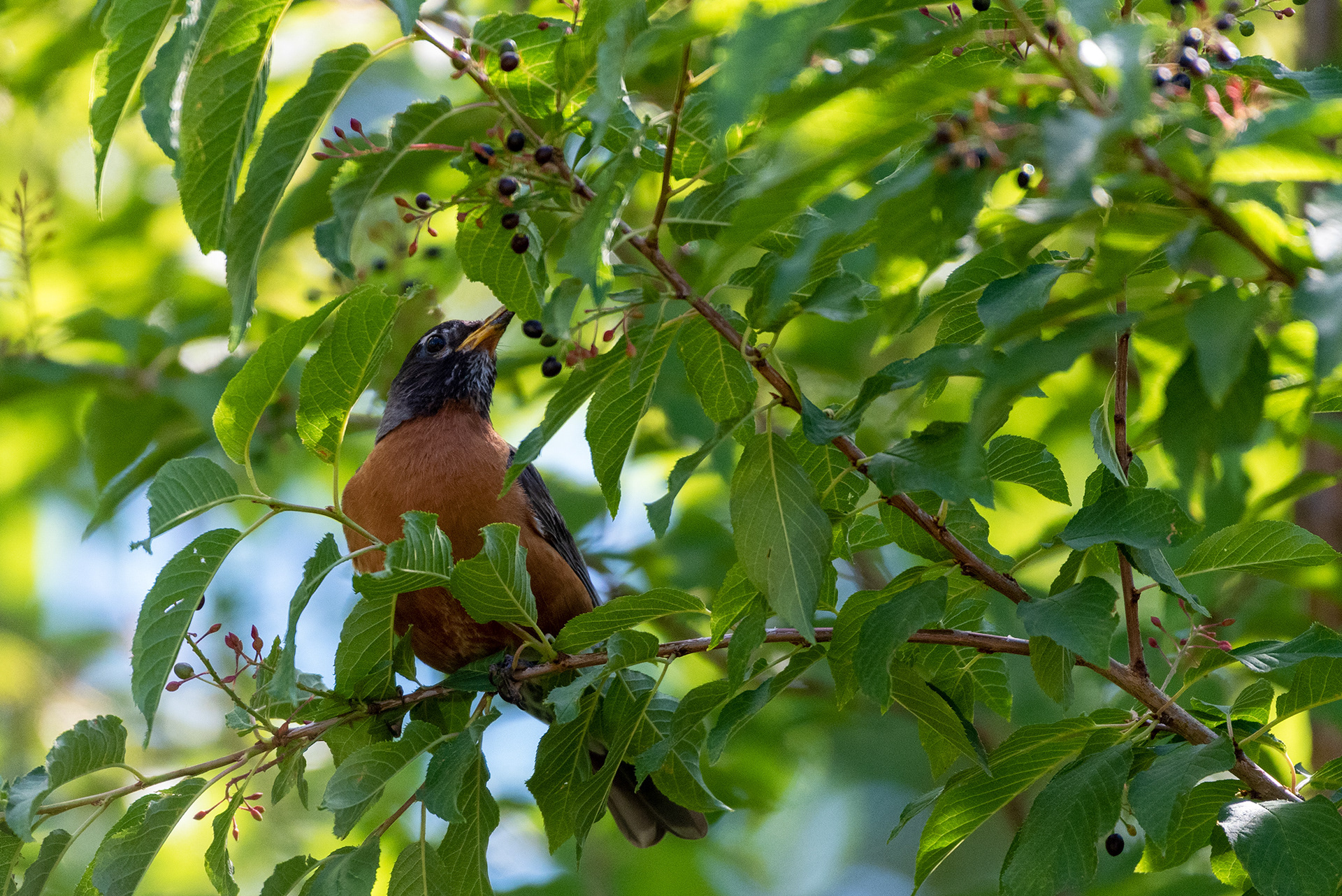 American Robin (male) harvesting berries from a tree