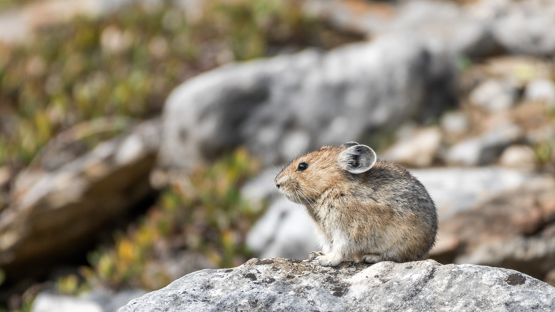 Pika, Stanley Glacier Trail, Kootenay National Park, British Columbia